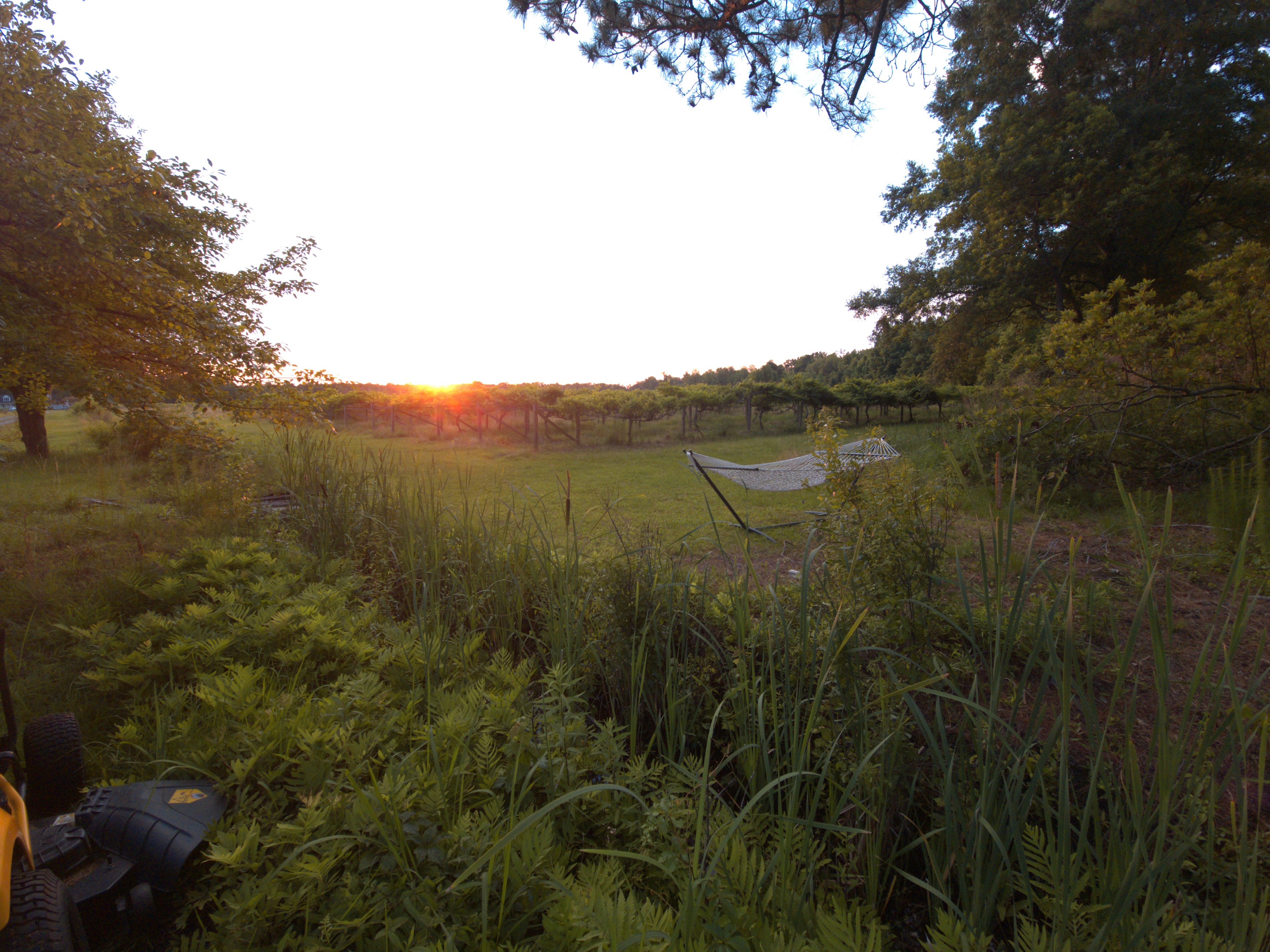 Phoenix Farms Vineyard