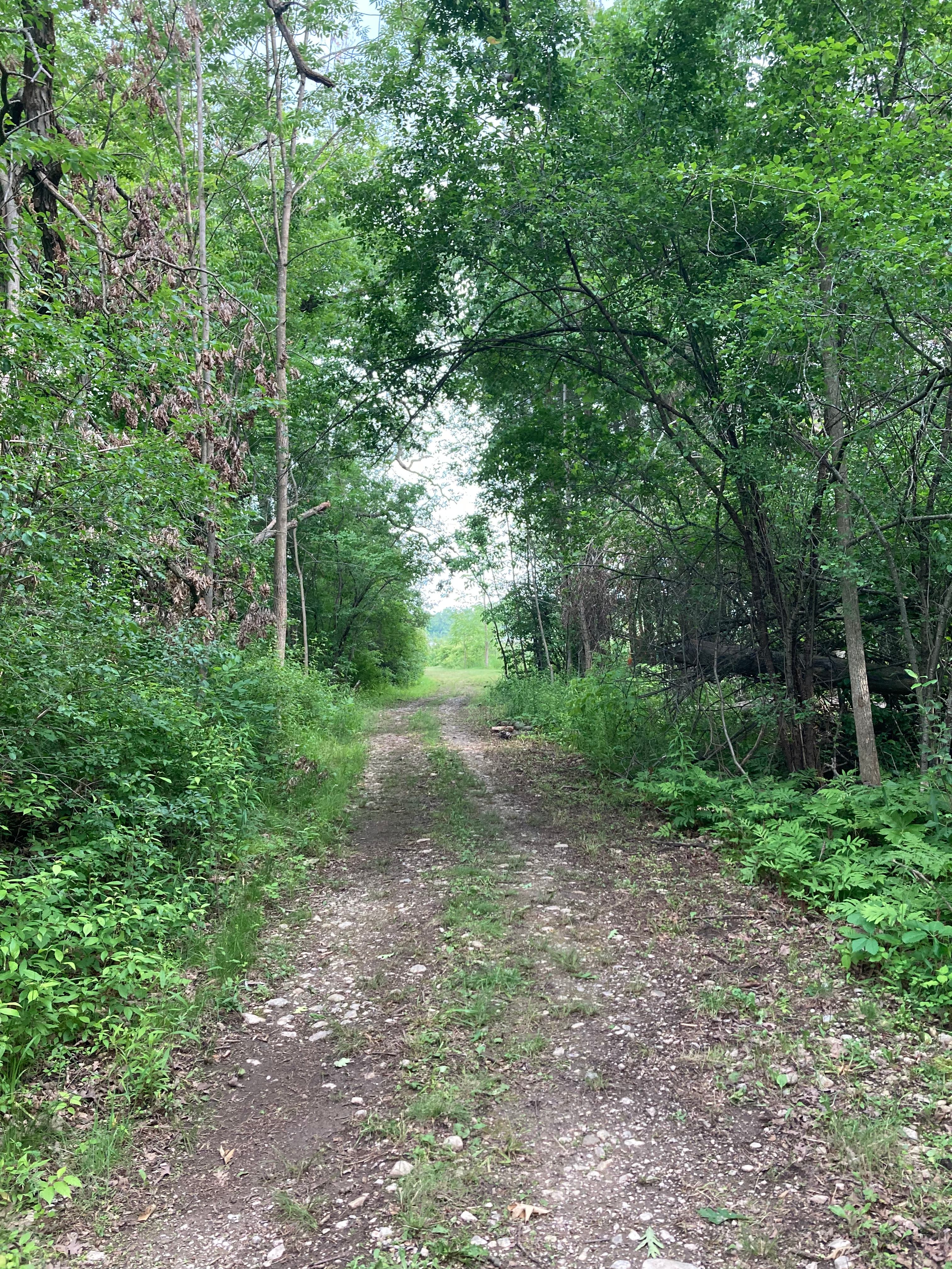 Trail threw the woods from overflow parking towards the campsite 