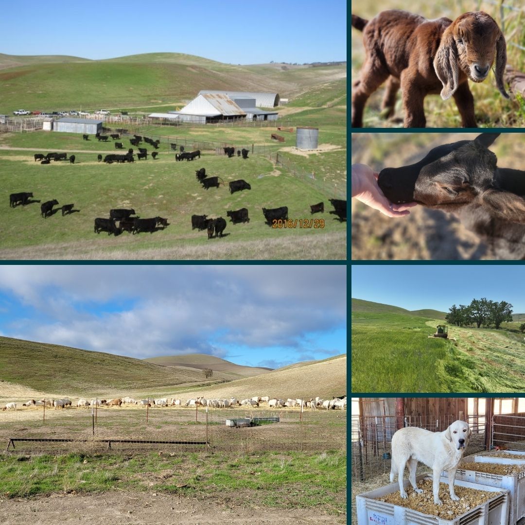 Historical Almond Springs!