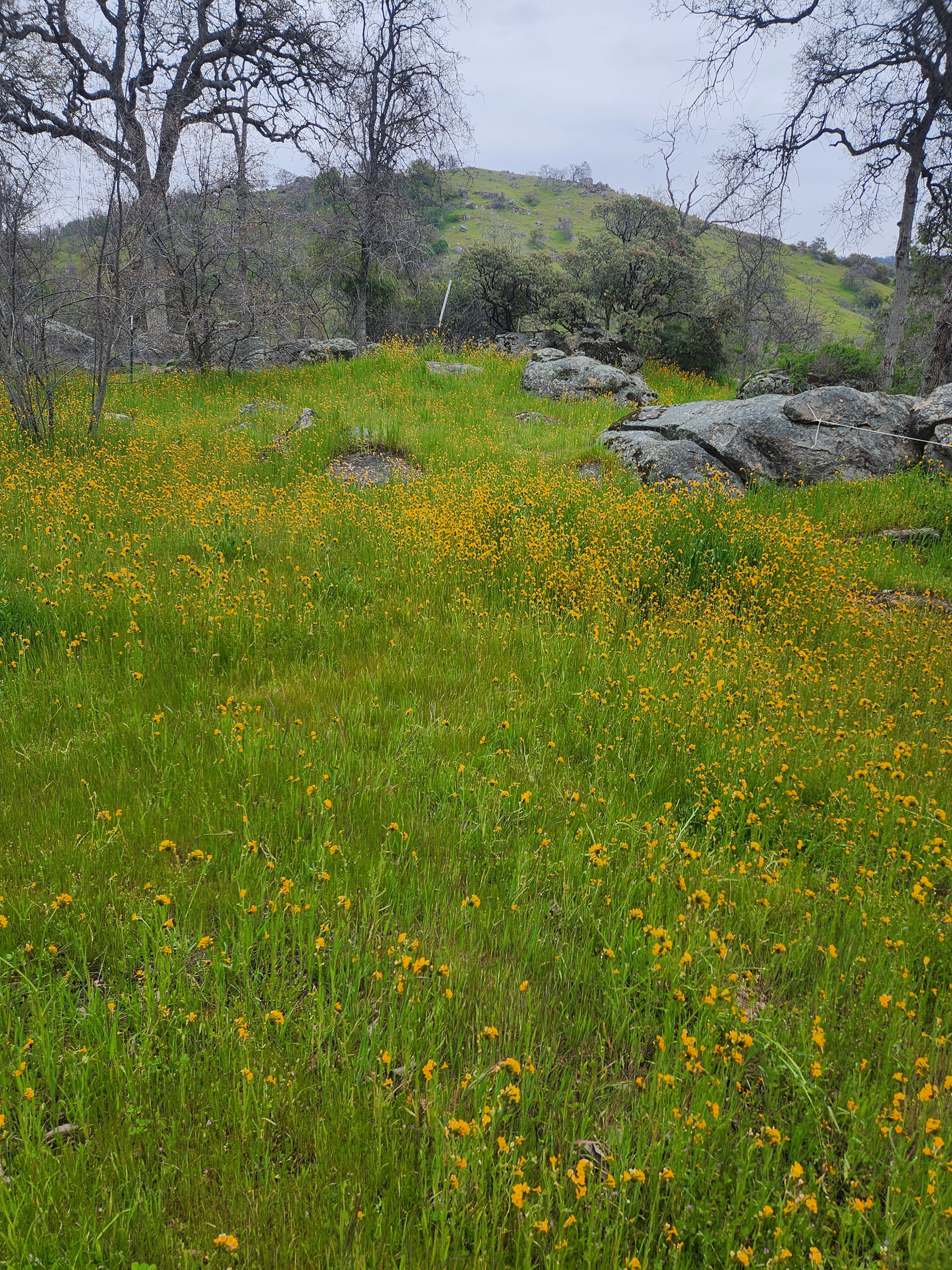 Remeadies Intoxicating Potions