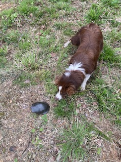 Ball Lake Tent Camping