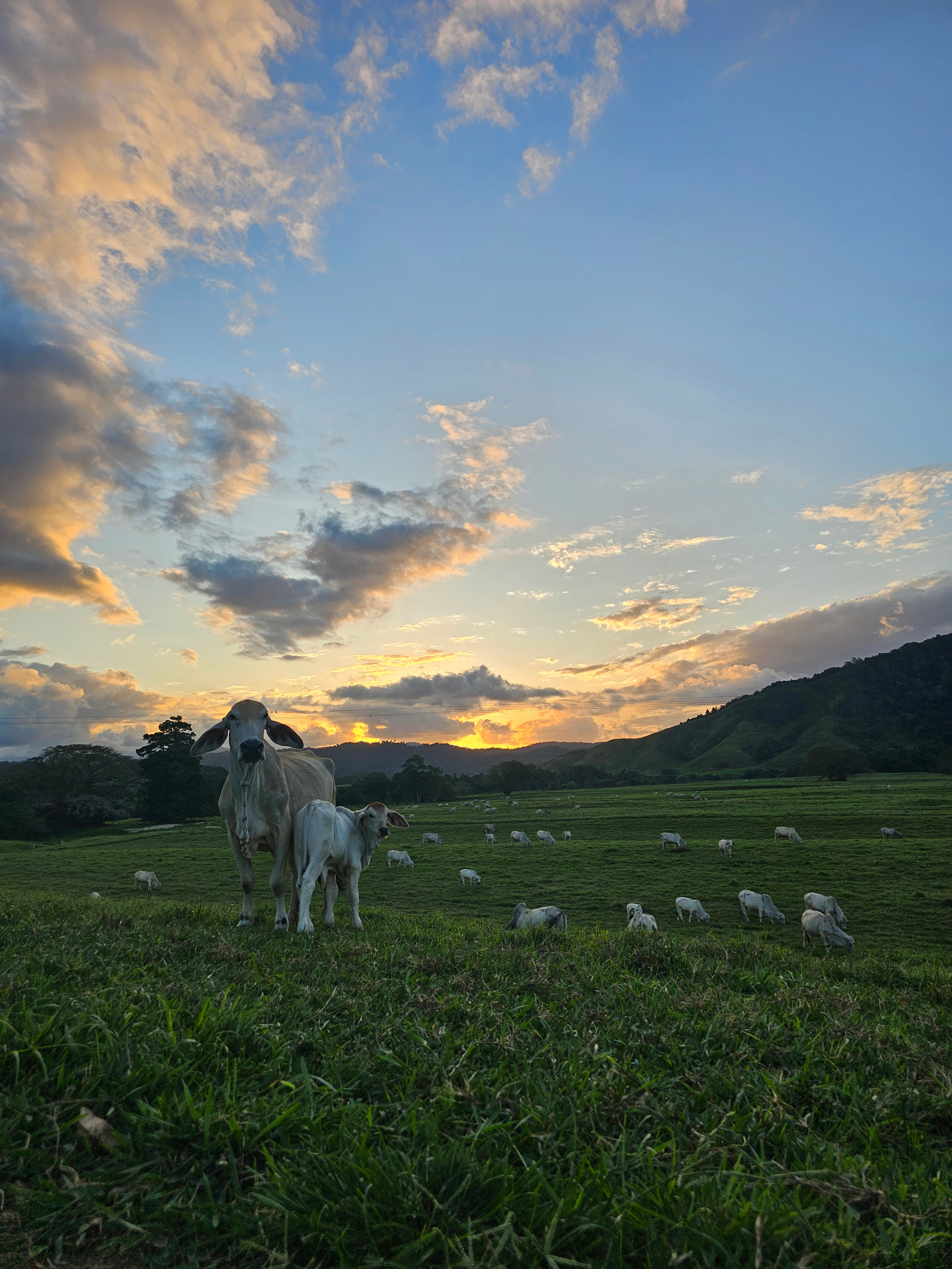 Daintree RV Park
