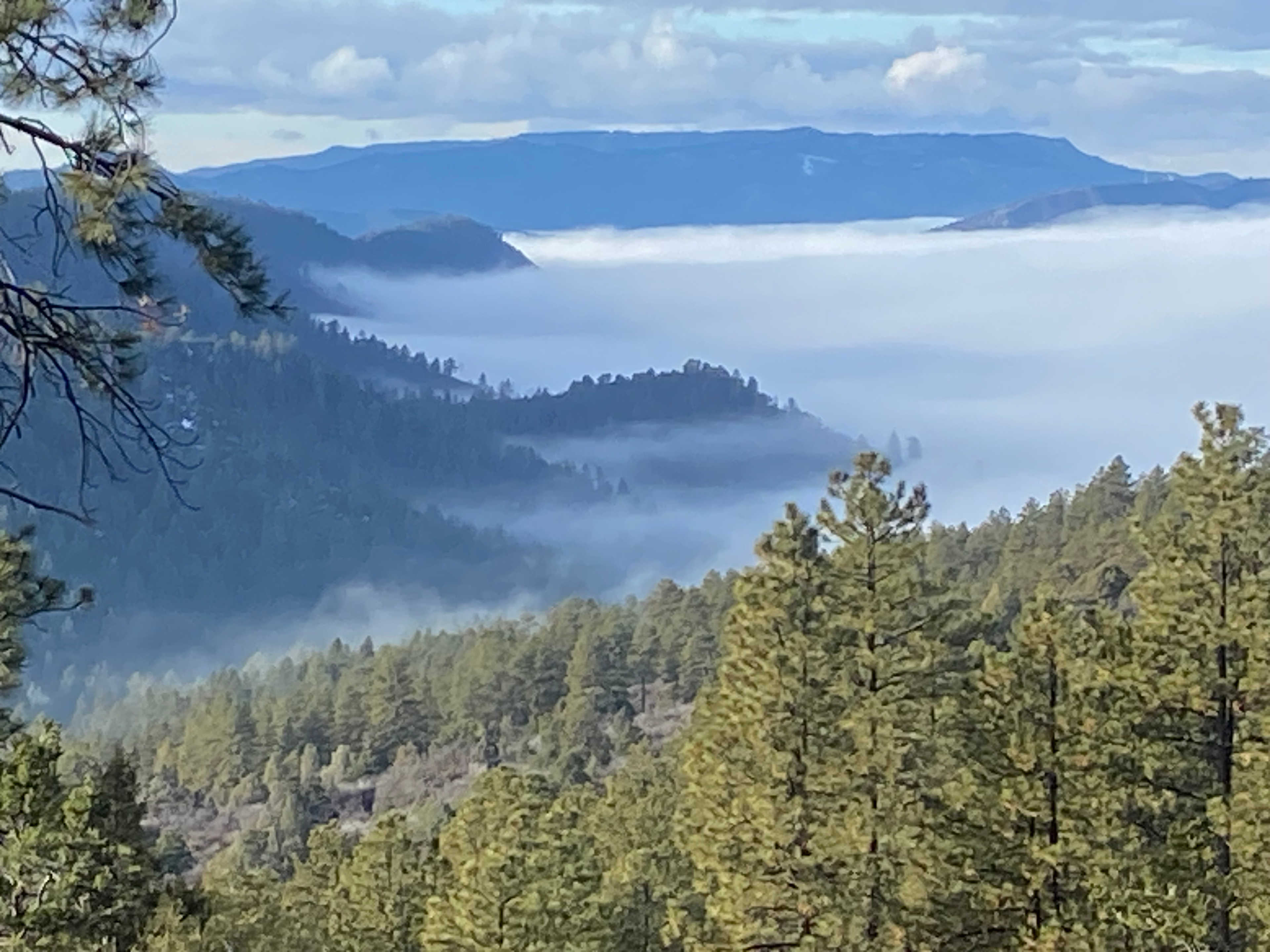 Bear springs