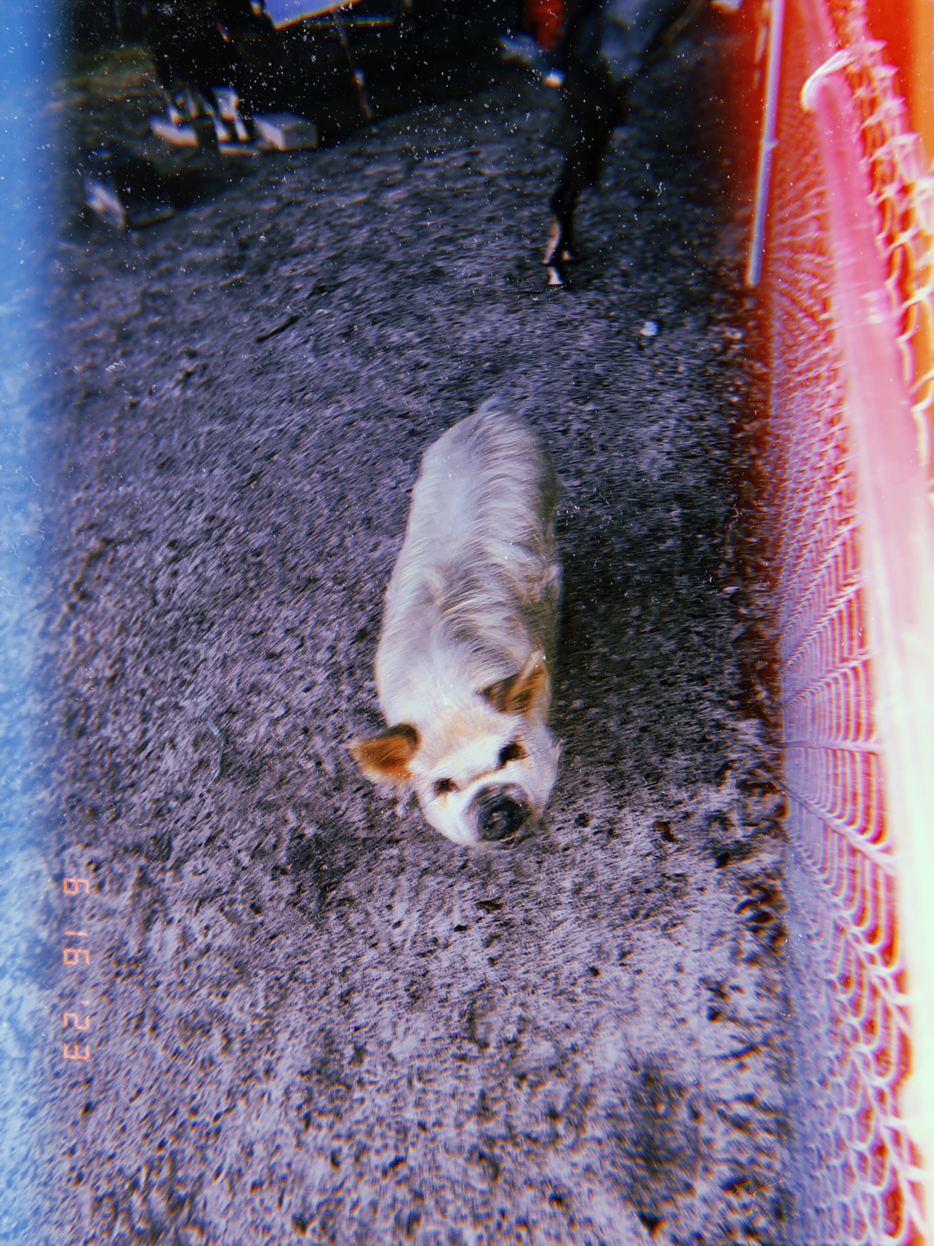 Happy Campers Rescue Ranch