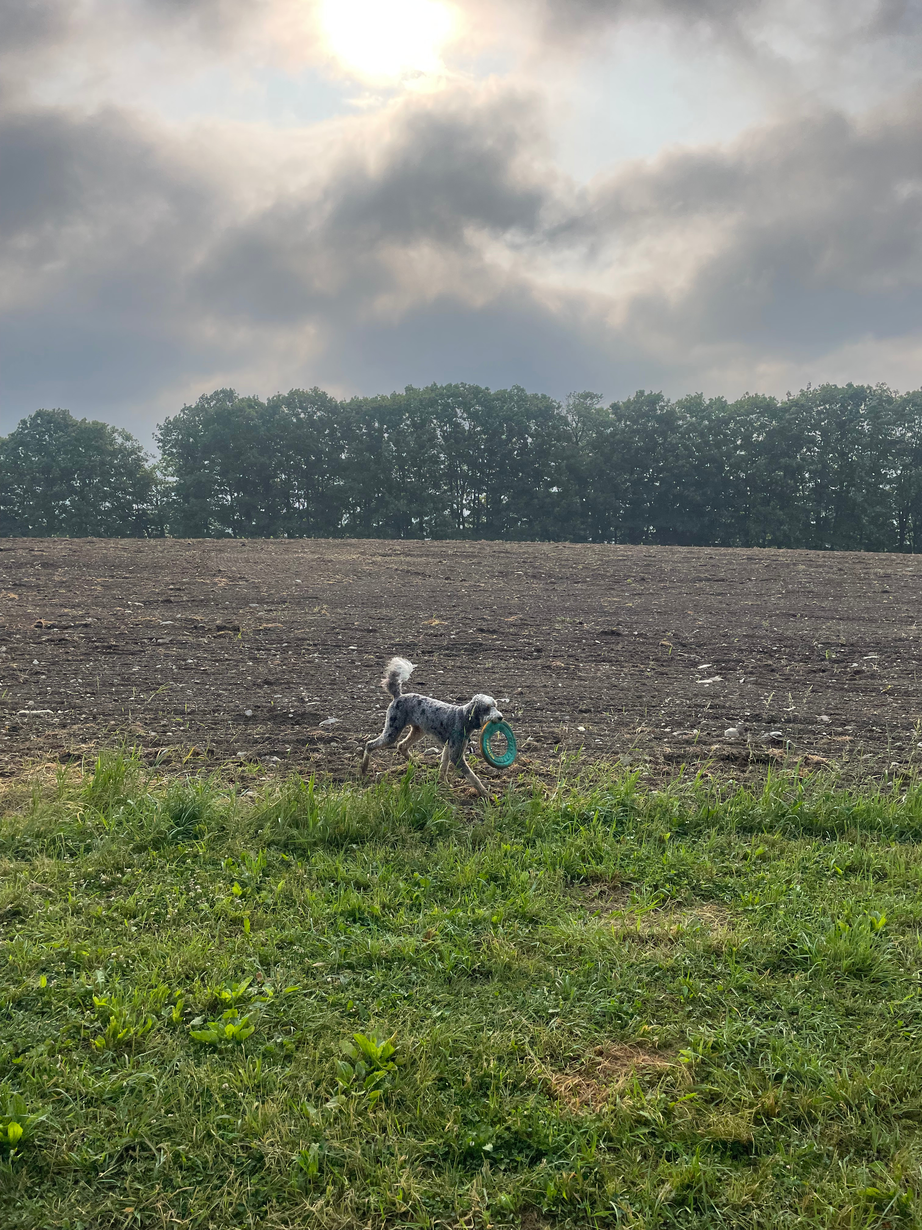Laughing Goat Fiber Farm