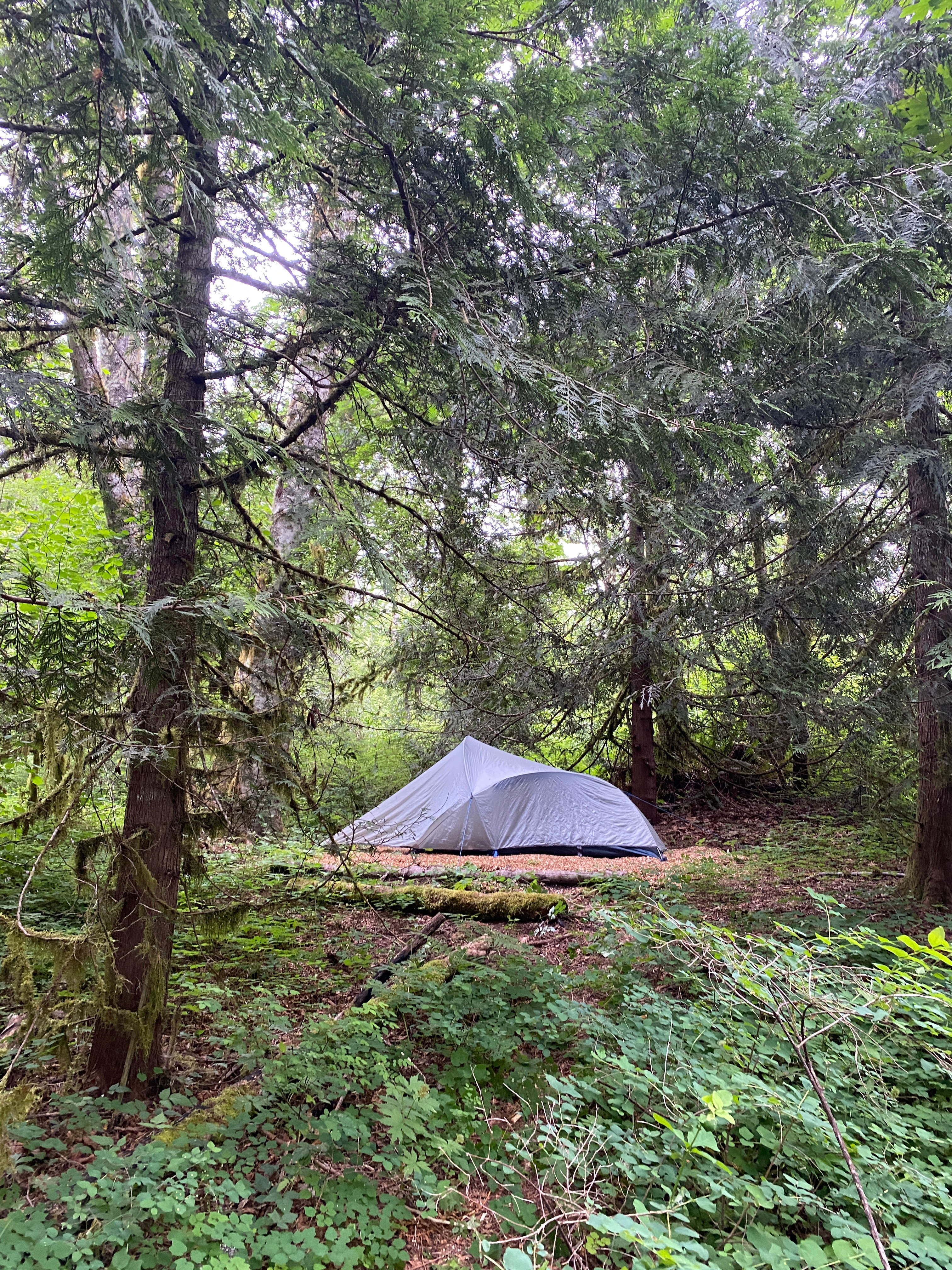 Marmot House Old Growth Forest