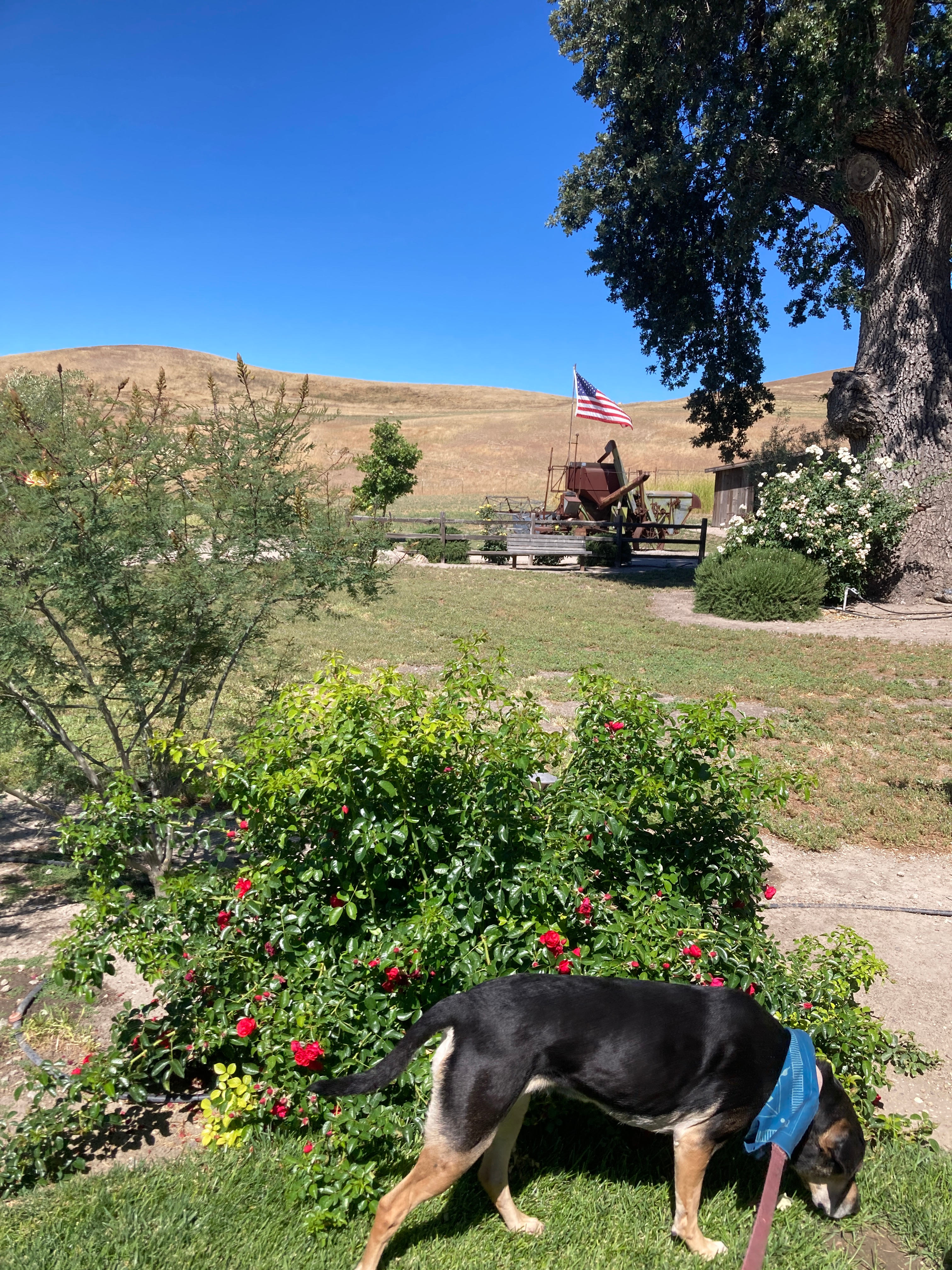 Historical Almond Springs!