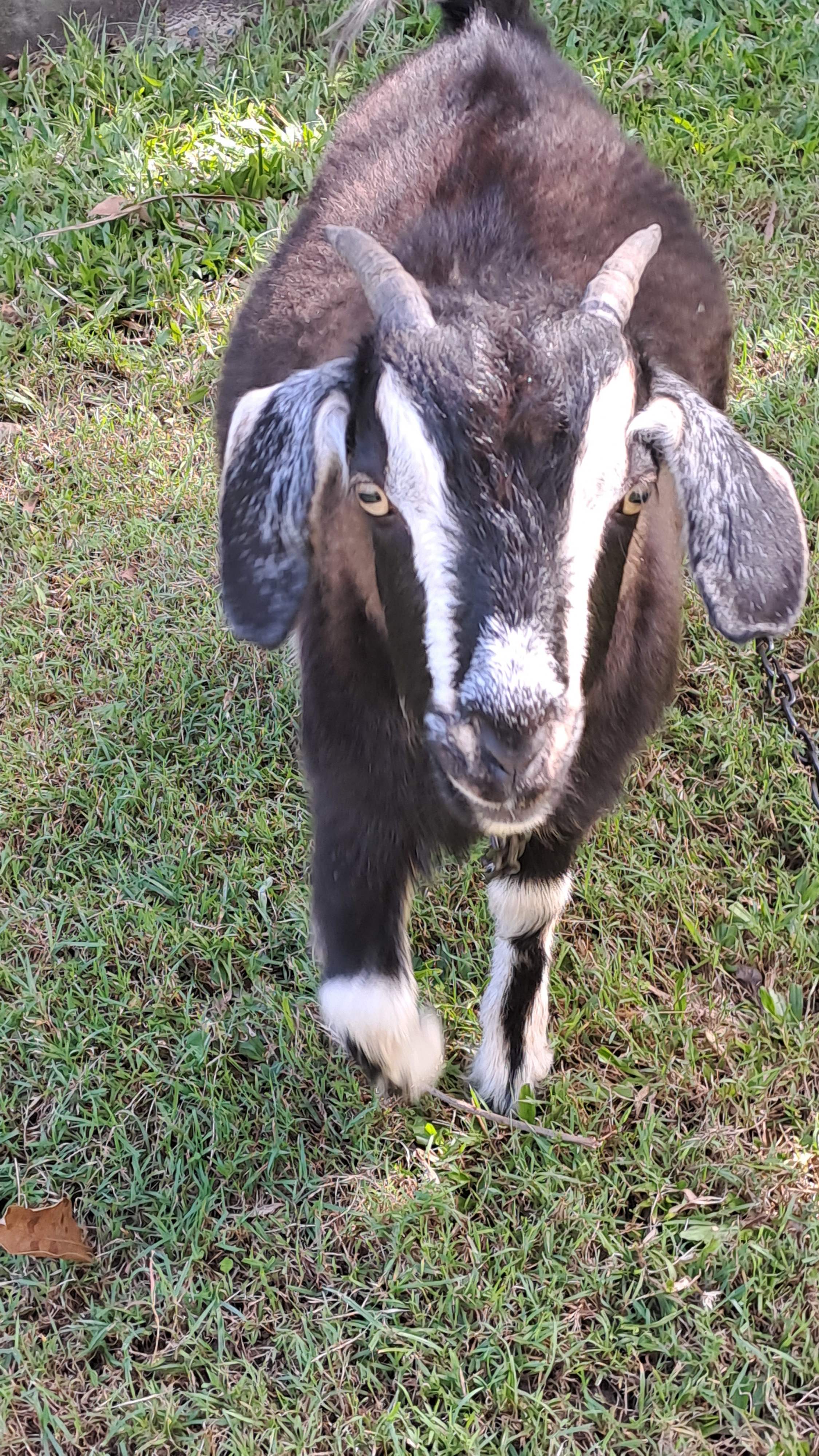 Friendly goats to pat this is Hyena 