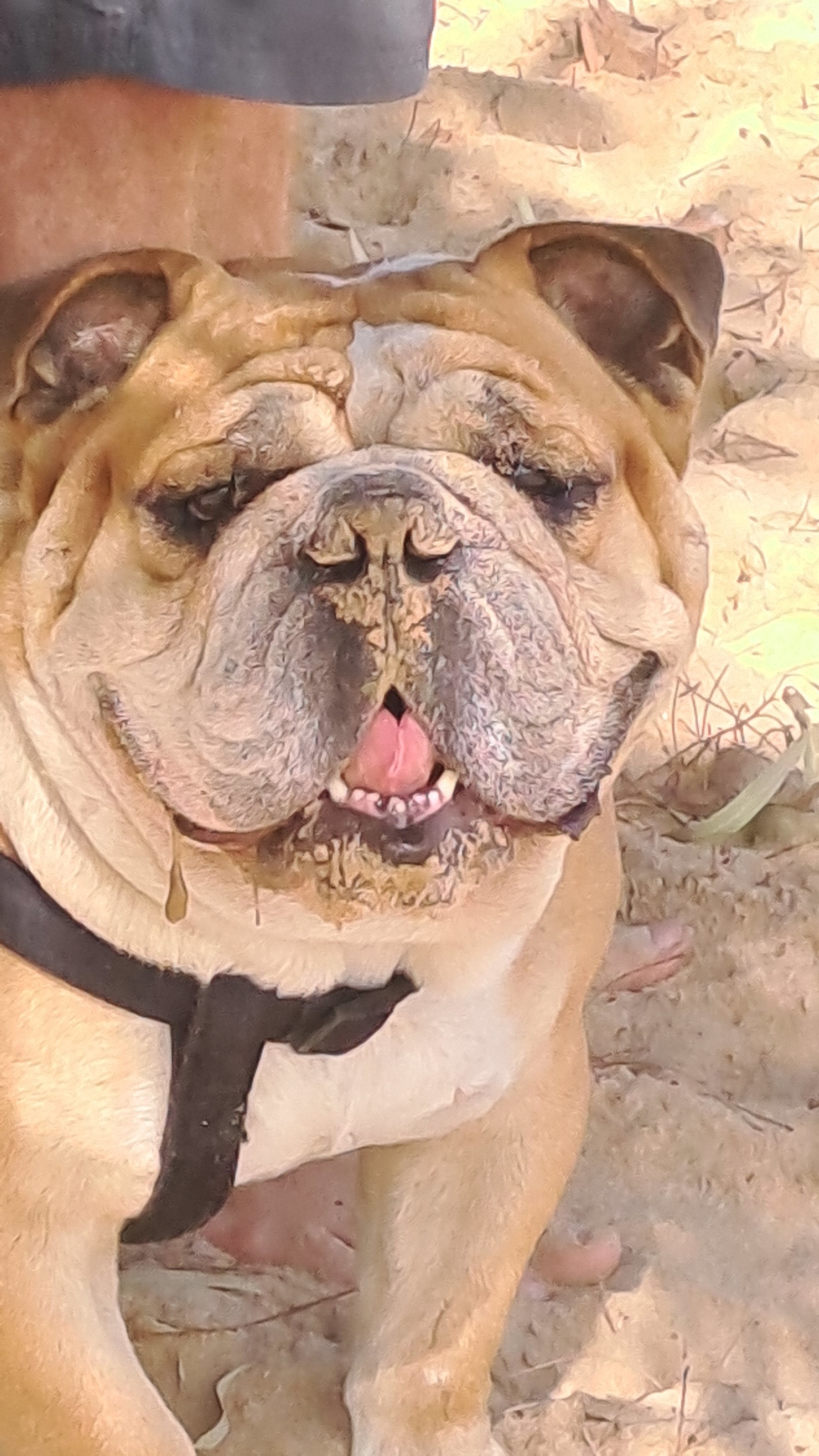 This is Dozer super friendly , loves everyone  and our farm pets.