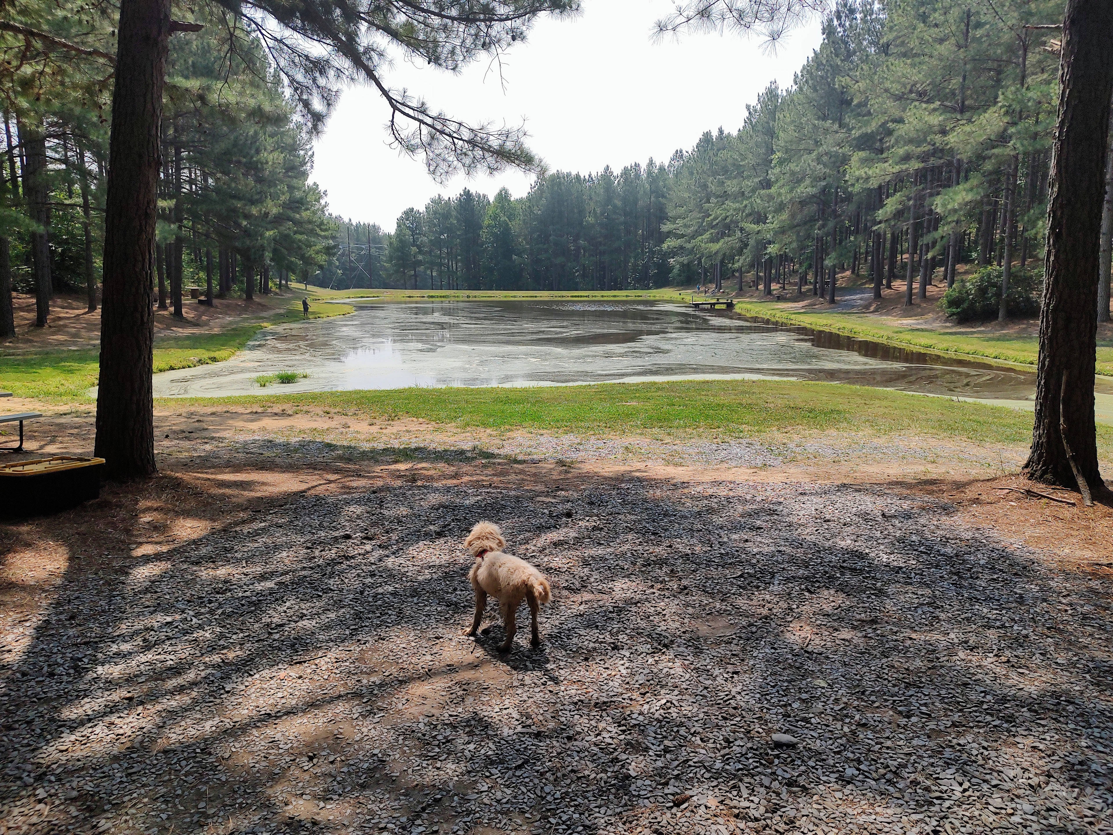 Daisy Pearl checking out the lake at Peaceful Meadows