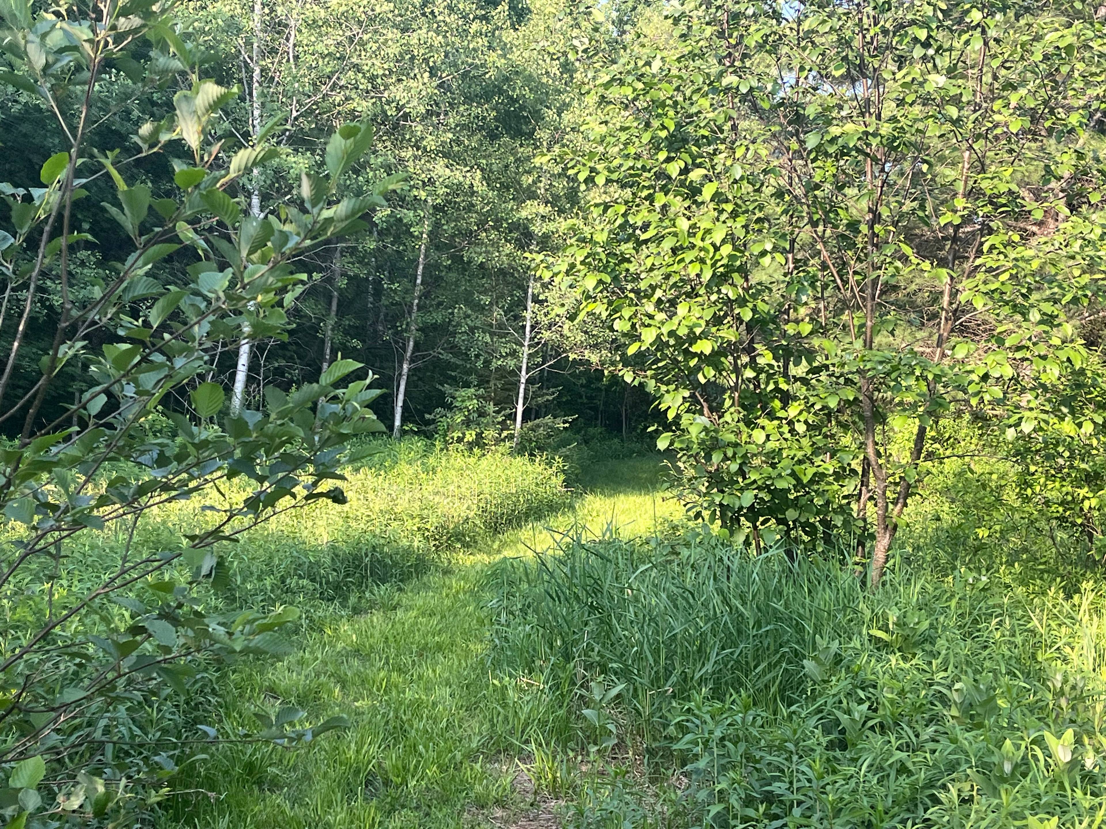 Huckleberry camp