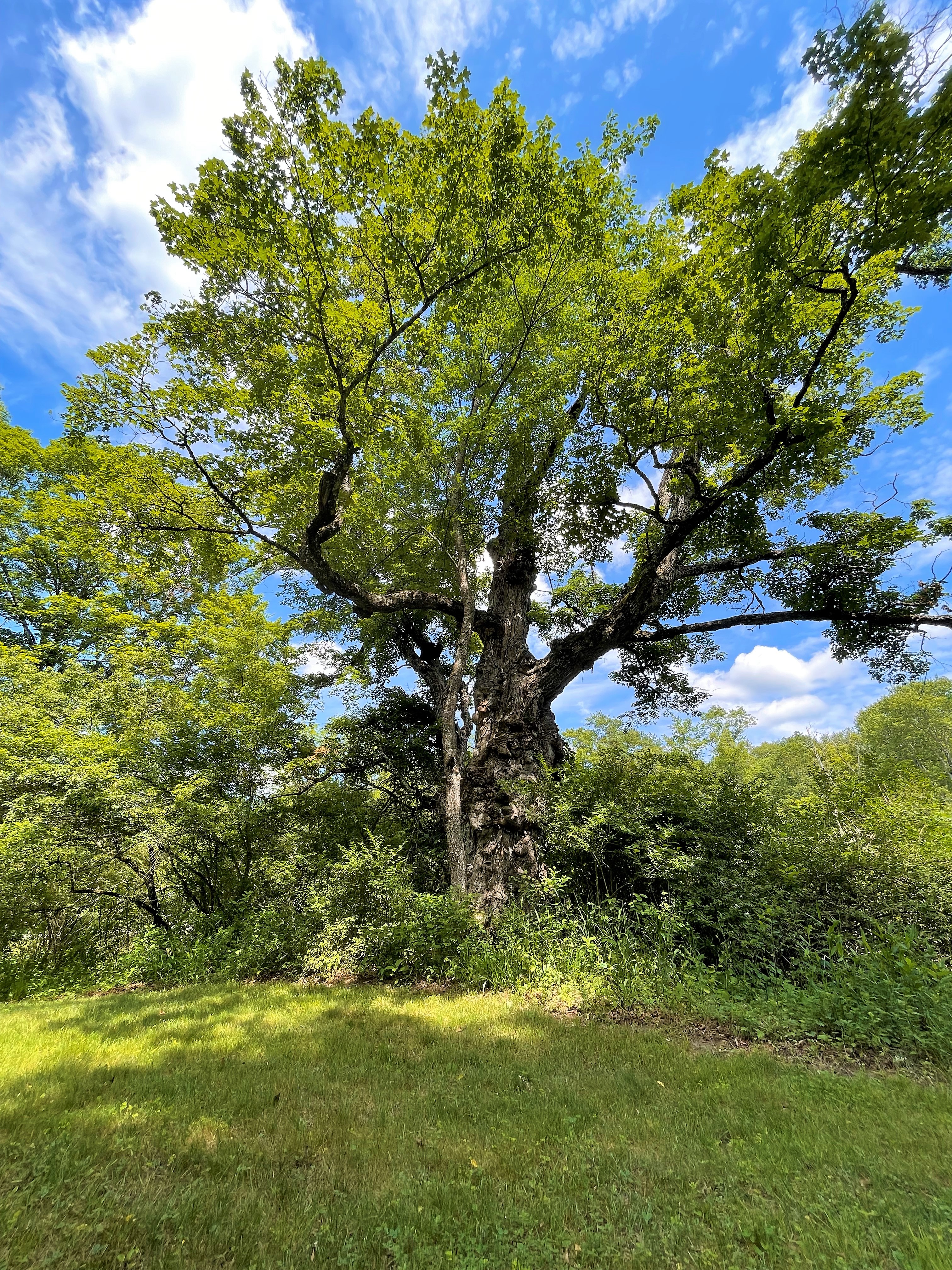 Beautiful burl Oak tree on the property.