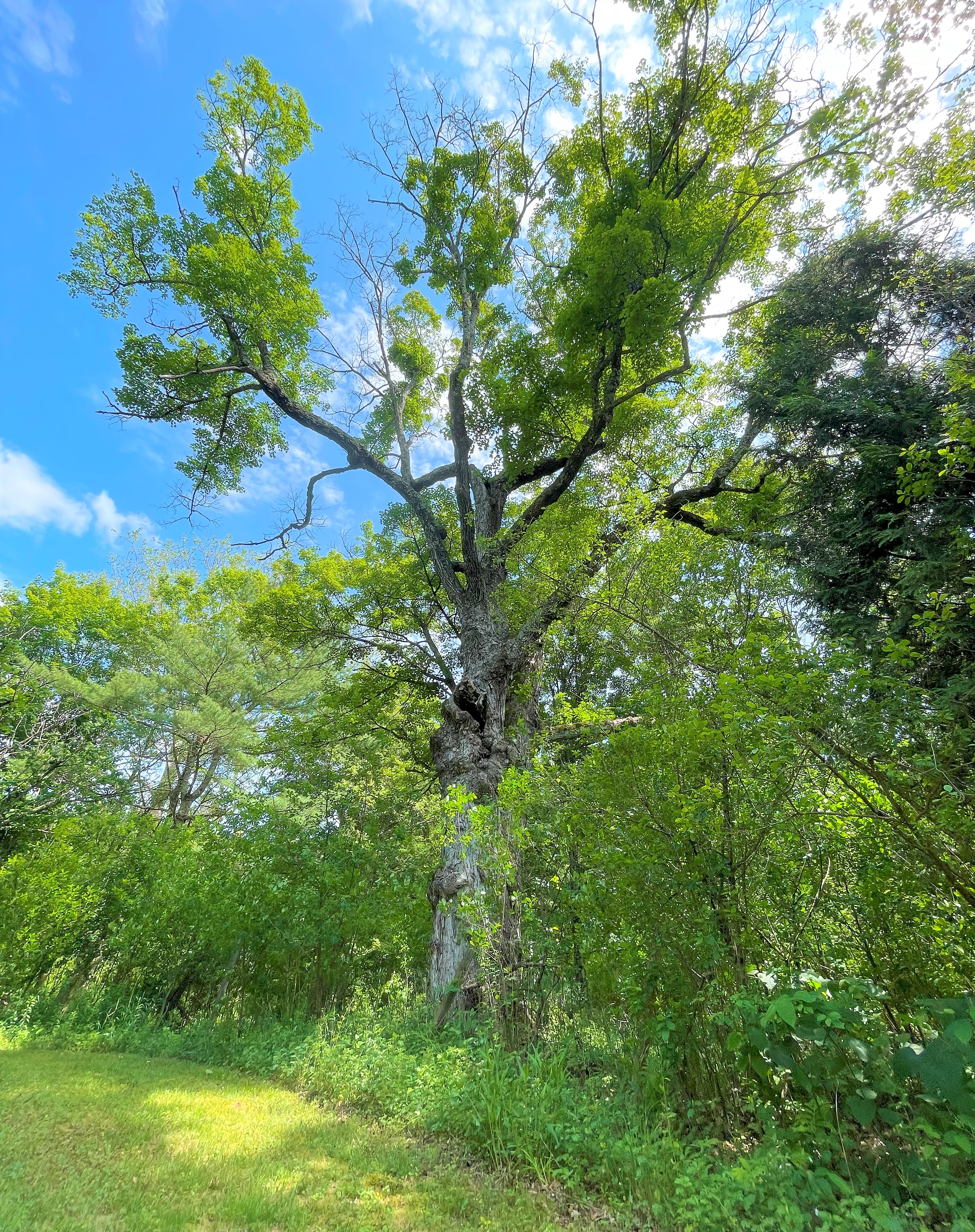 Largest Oak Tree on the property 