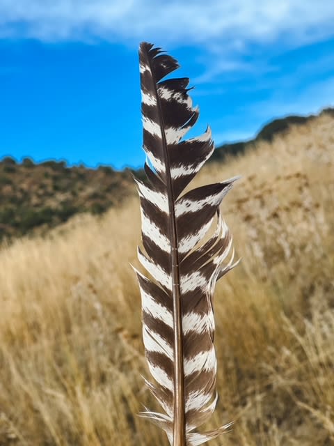 Shaka Ranch