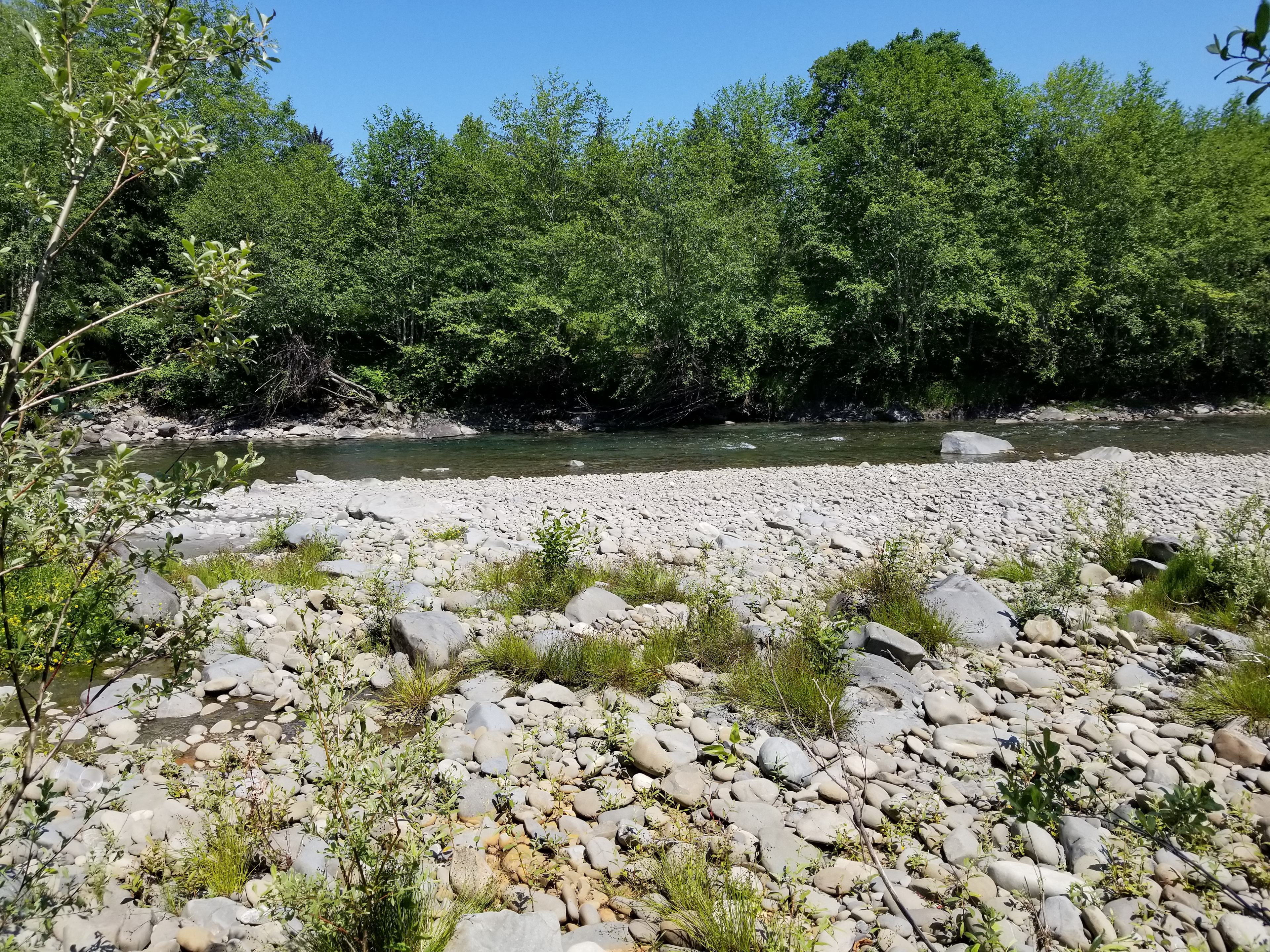 Bogachiel Upriver Campsites