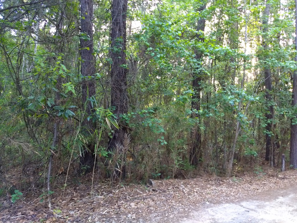 Wooded Hideaway in Mt Pleasant