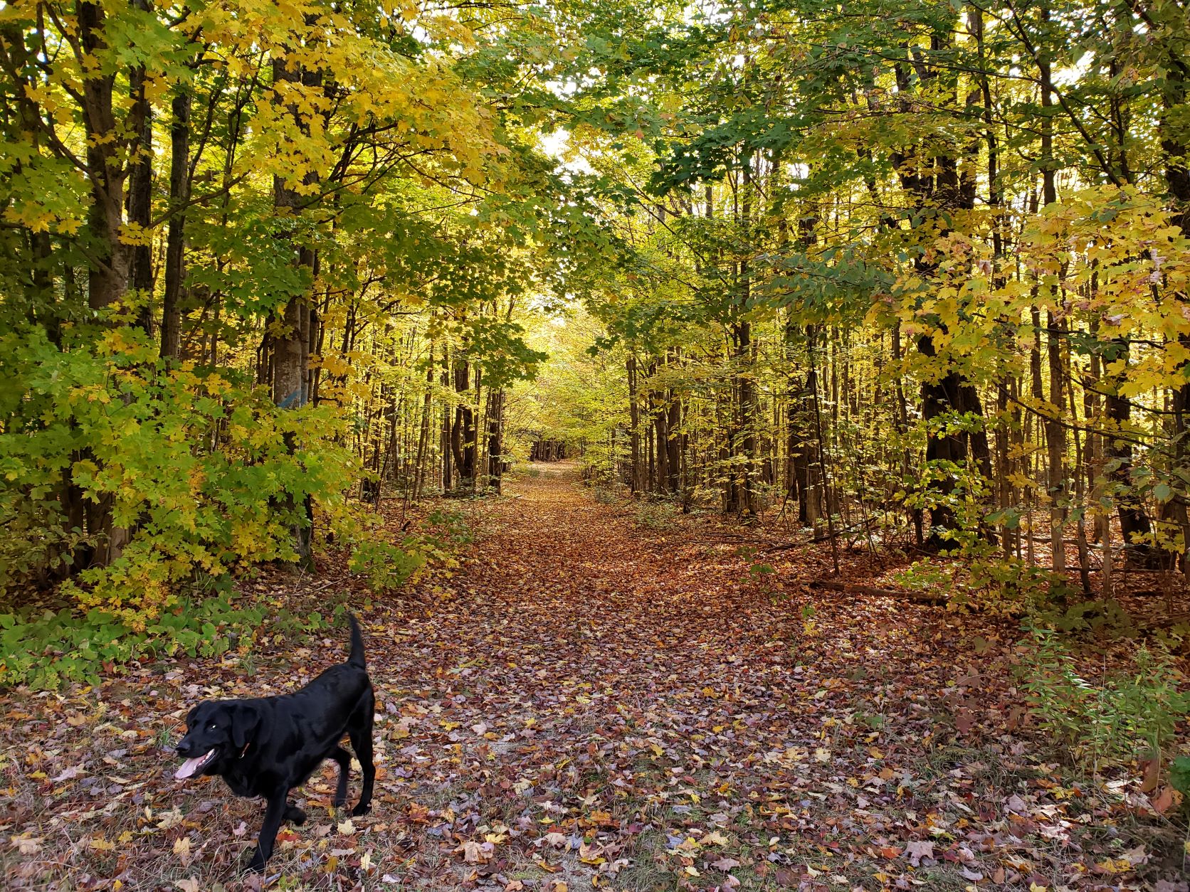 400 acres of private forest-Tent-RV