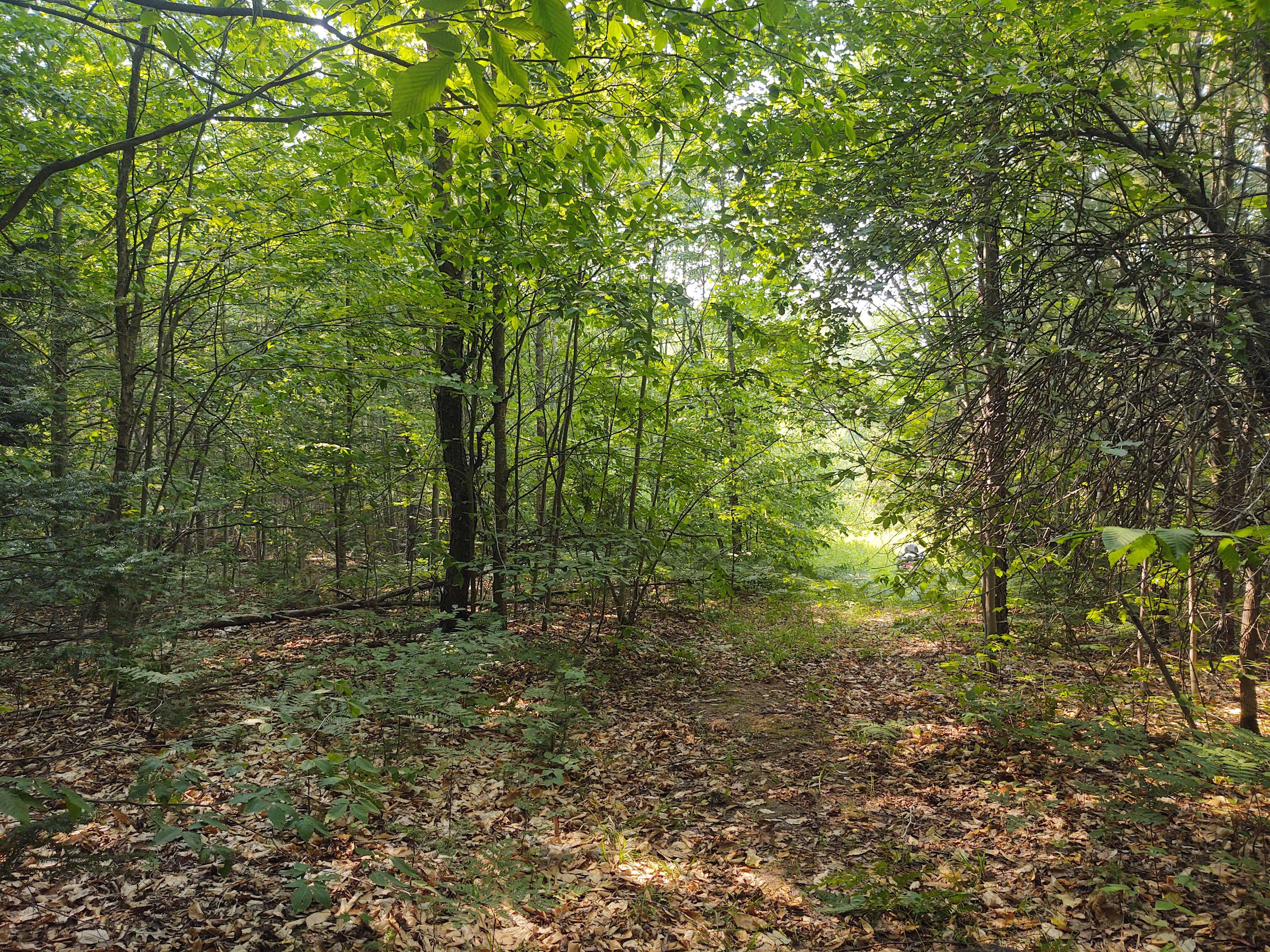 Walking trails