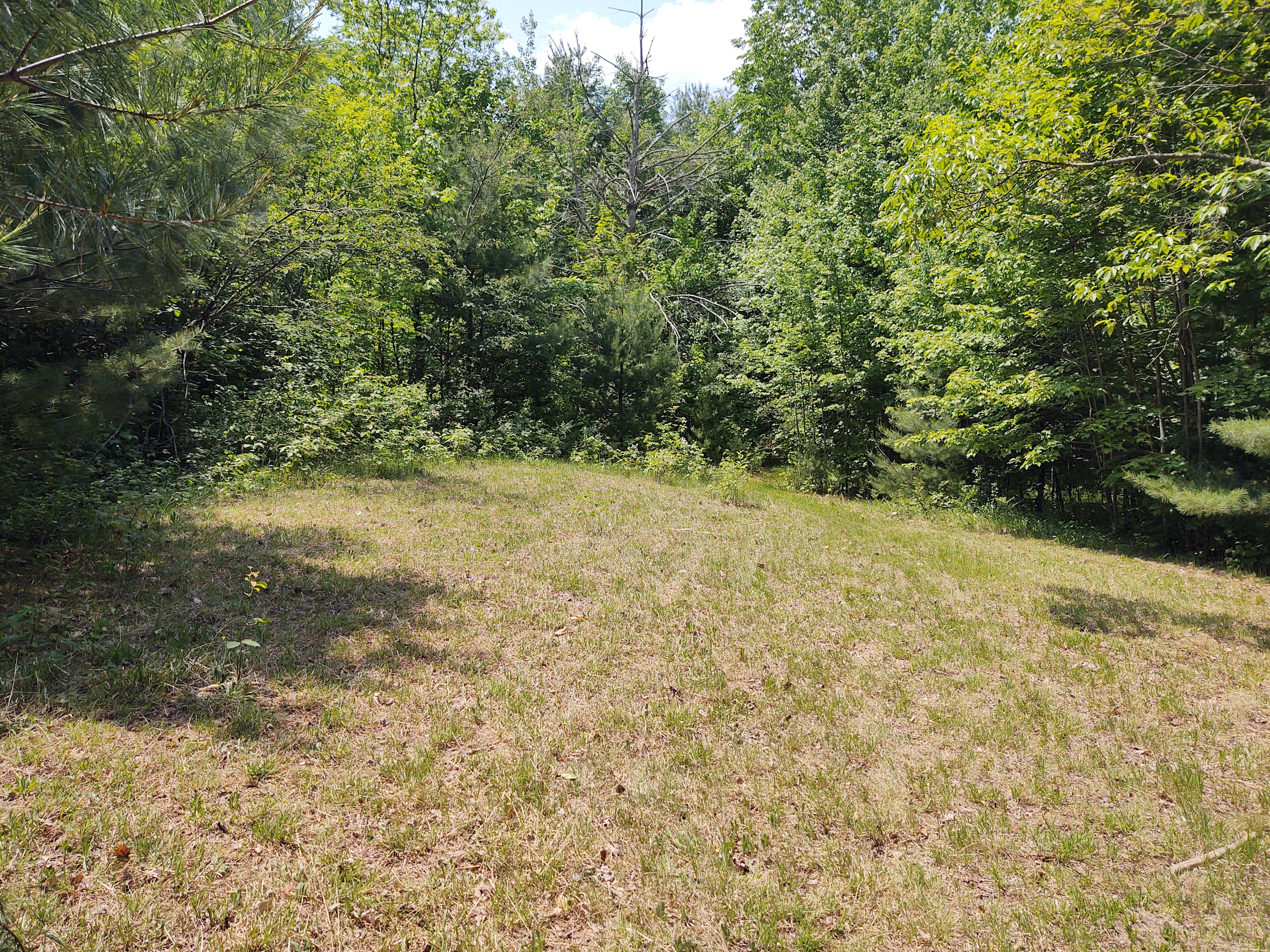 Fern Hill