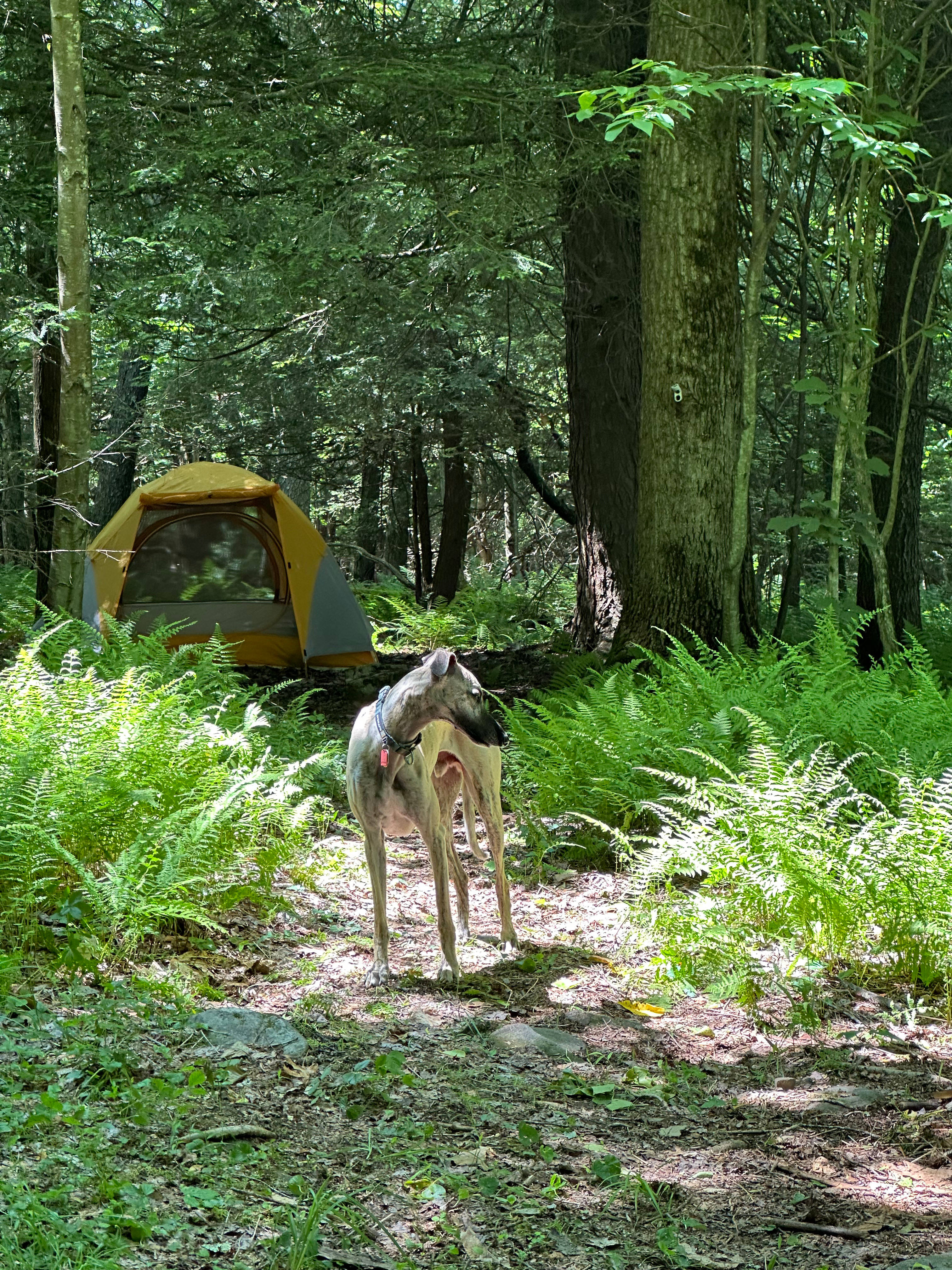 All Ferns Most of the Time