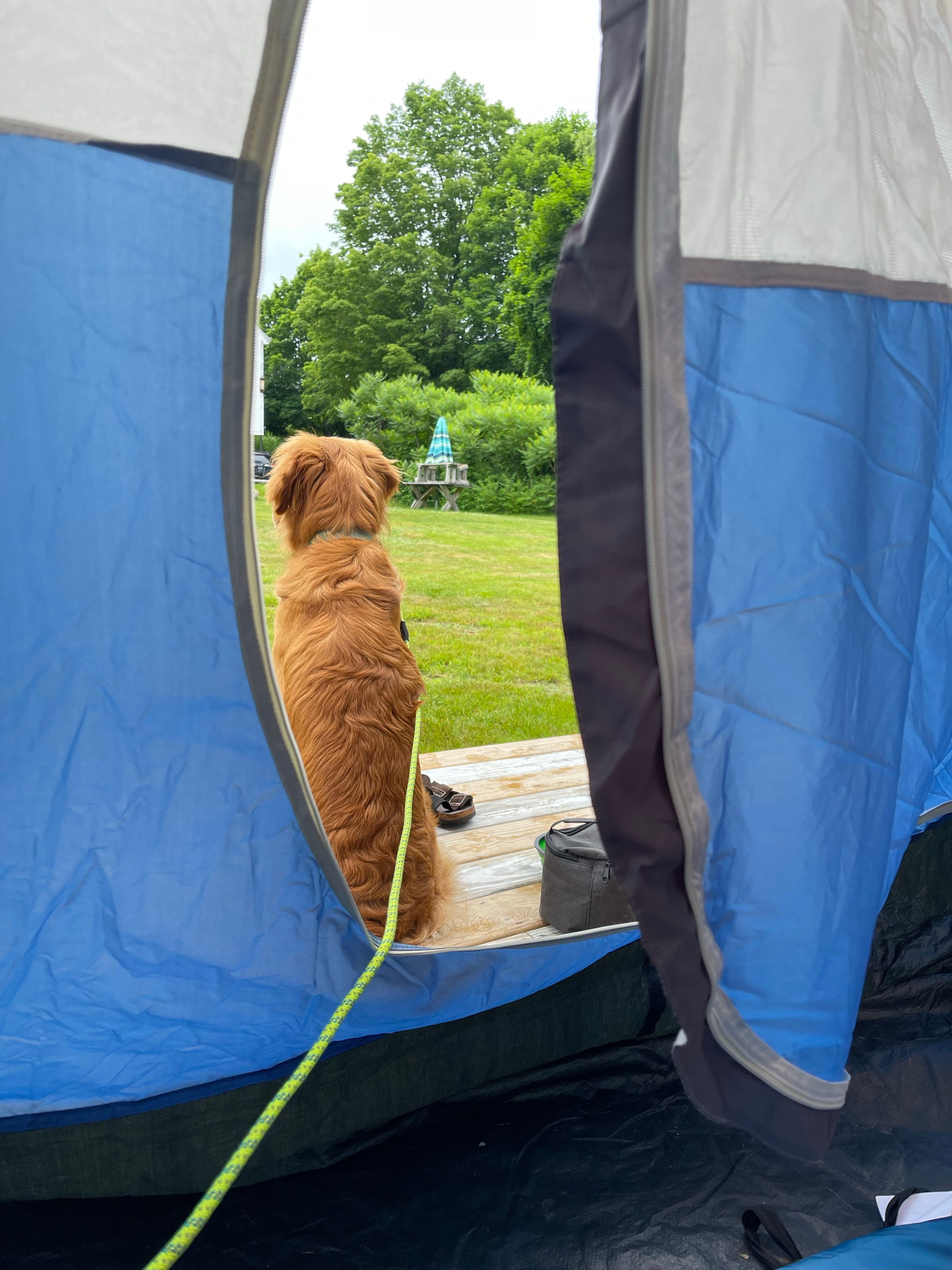 Campsites at CoHo: Conway Hostel