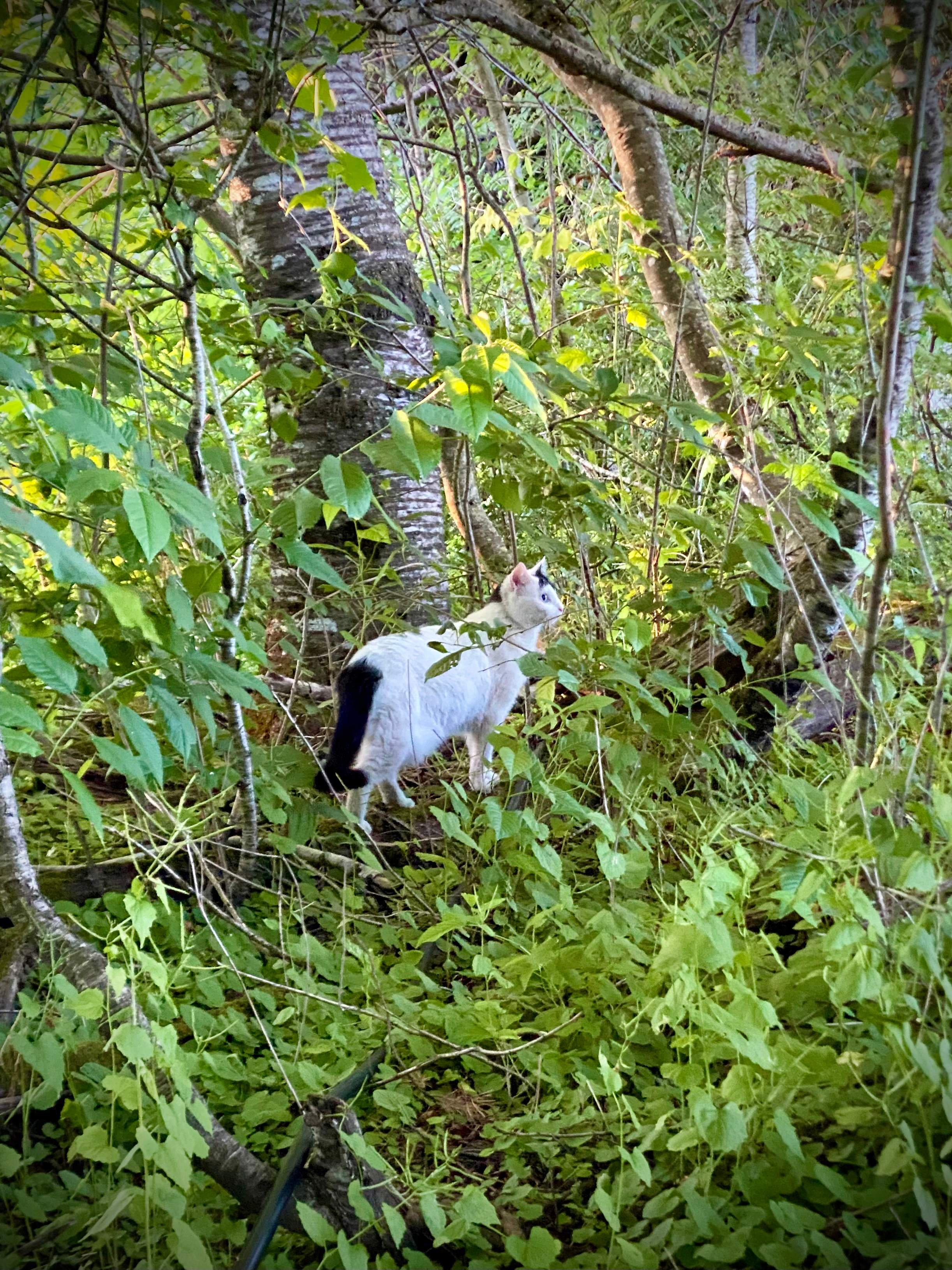 I’m a cat person. This kitty hung out in the yard, but seemed spooked by my tent. Had the cutest tiny meow and let me scratch her head. 