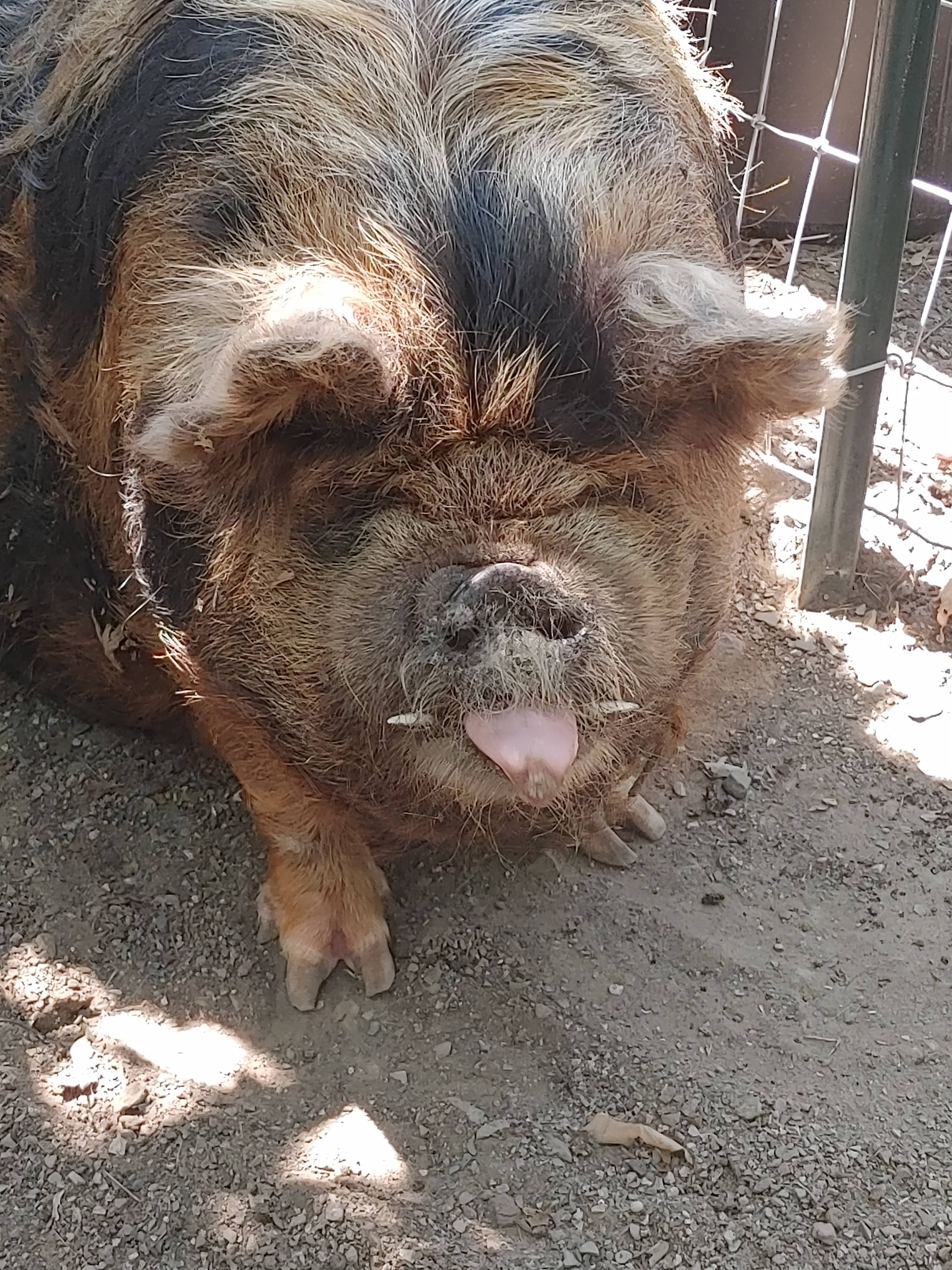 Gypsy Nighst at Mana Farm Davis