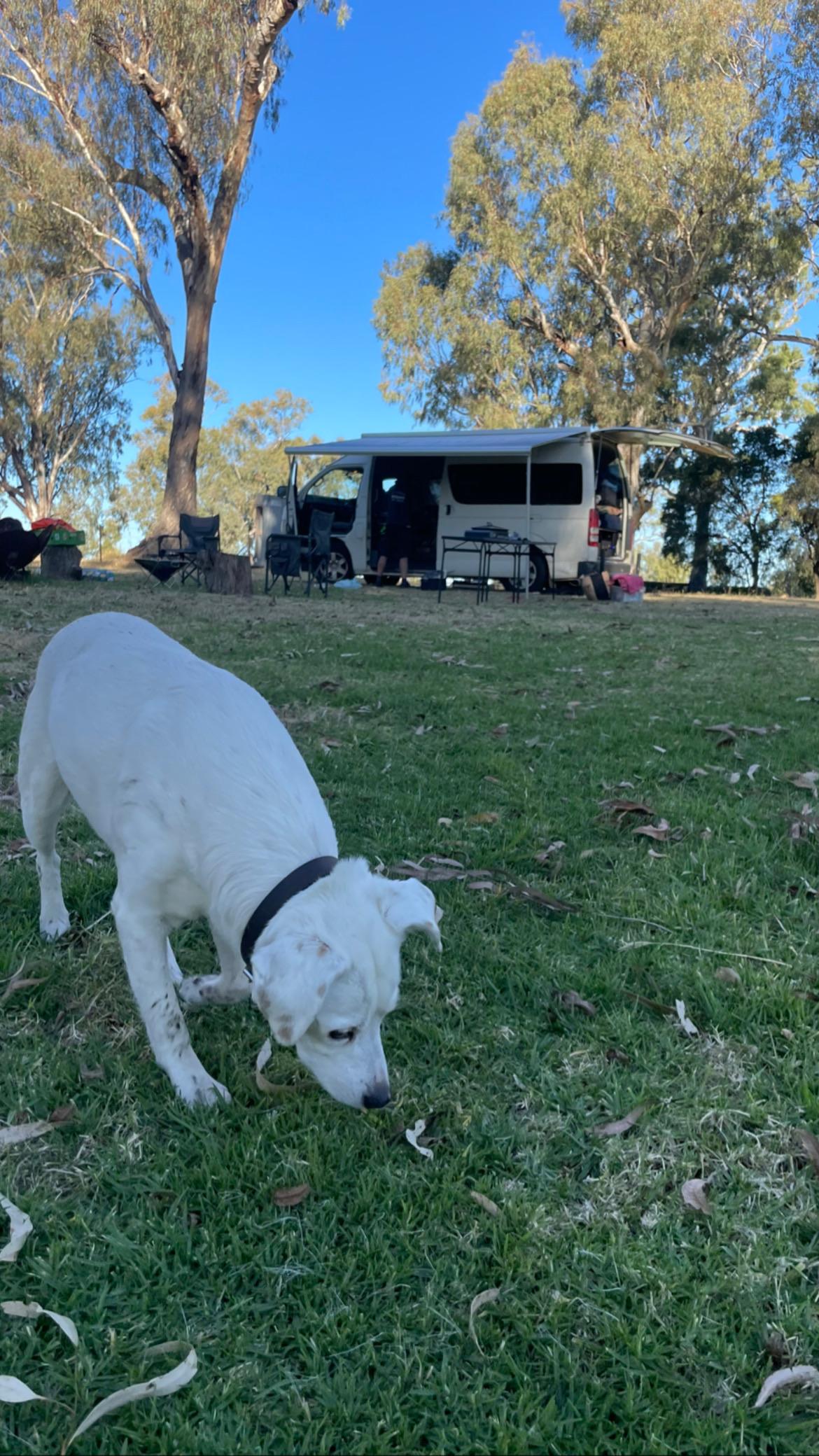 Pringy's Farm Balnagask