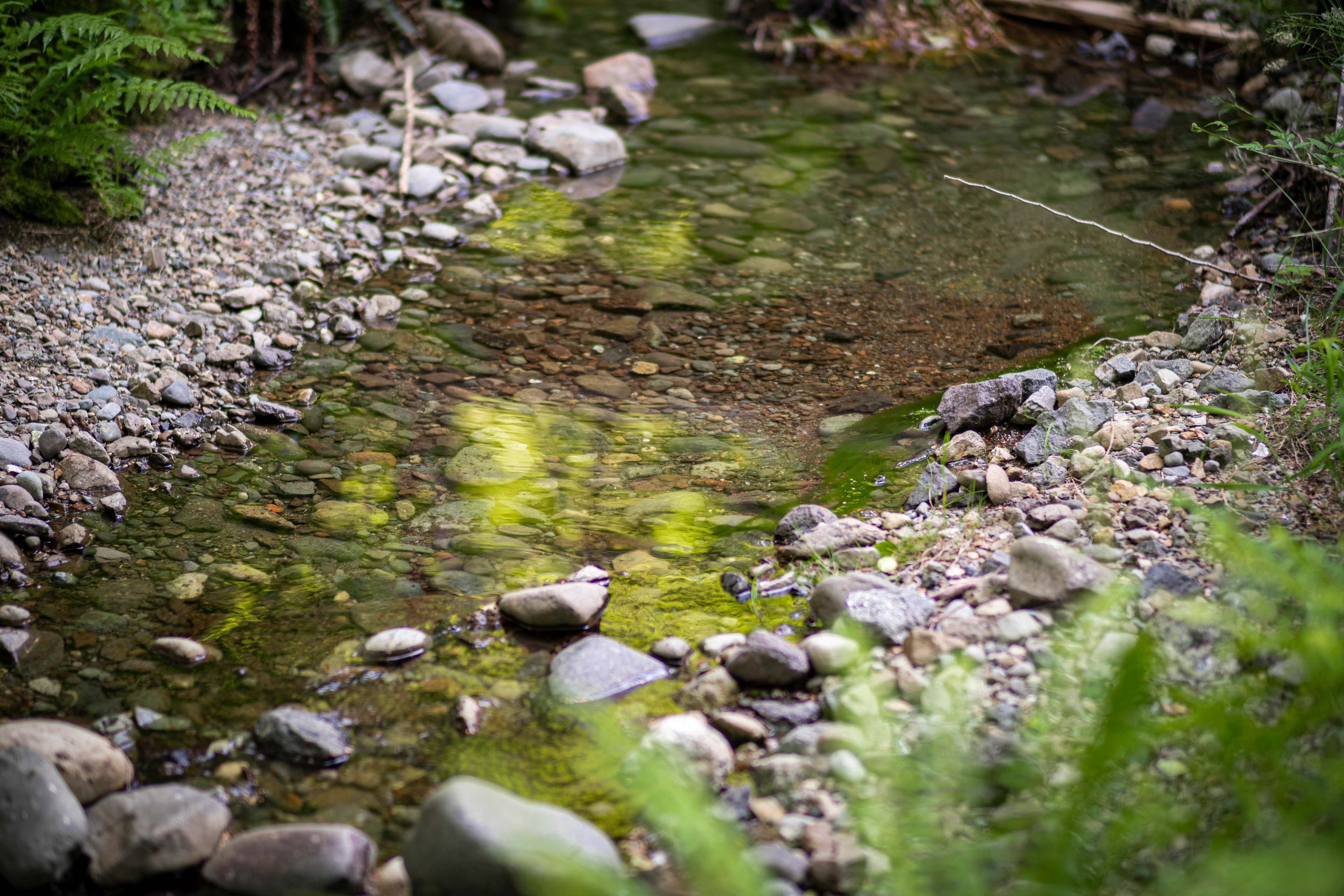 Olympic Wanderer~Creekside~HotTub