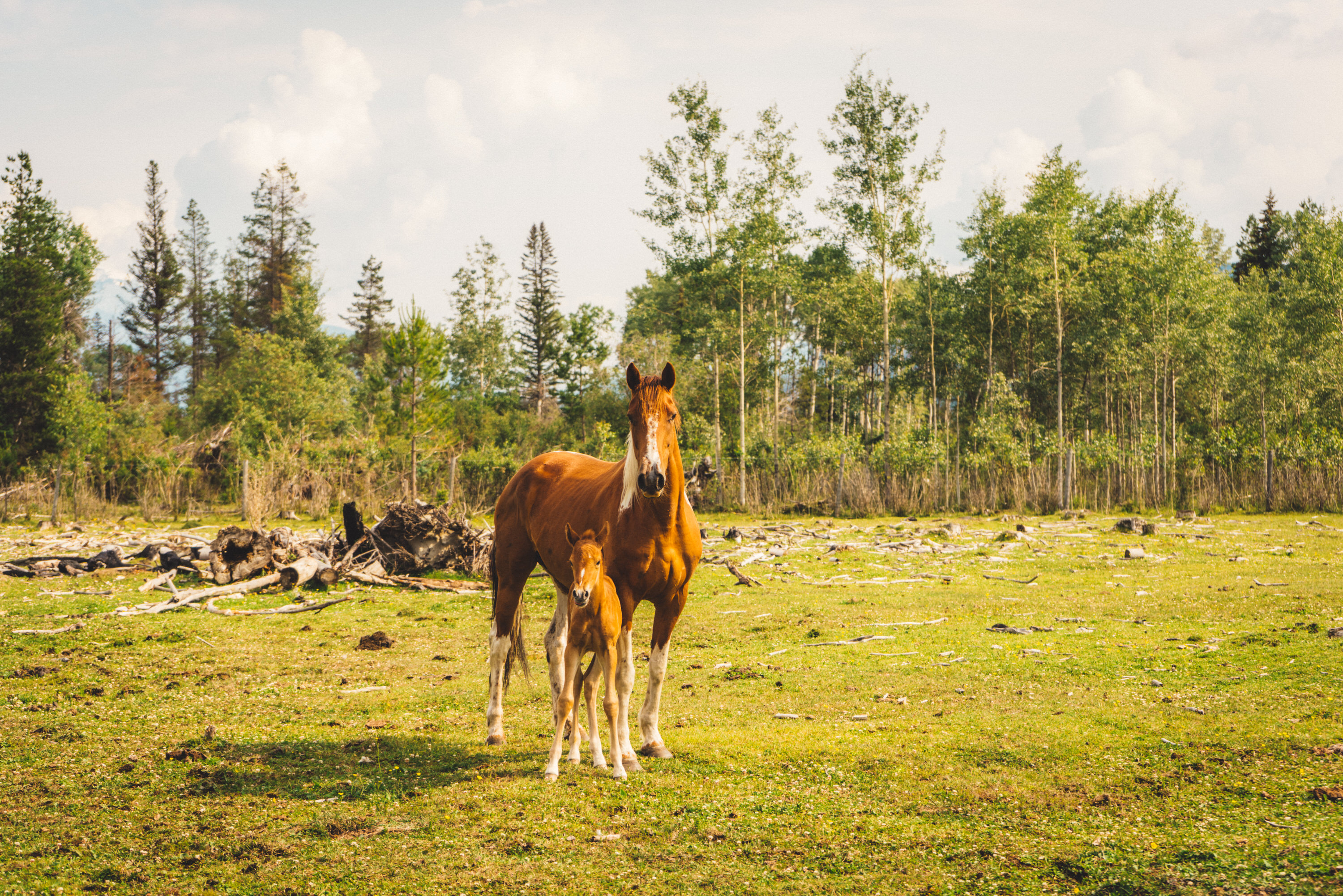 One of the fresh foals. 