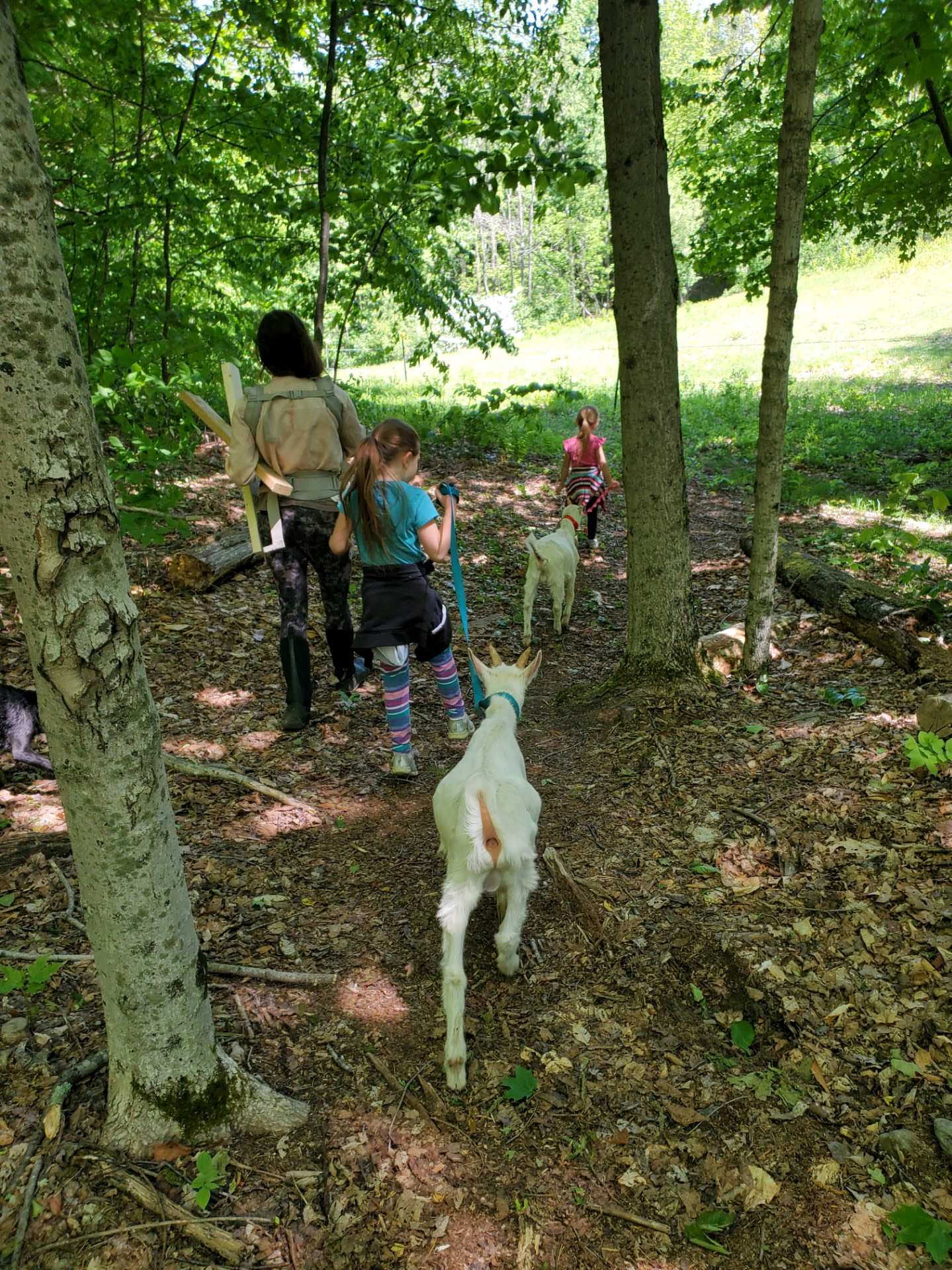 Cherry Plain Sanctuary Farm