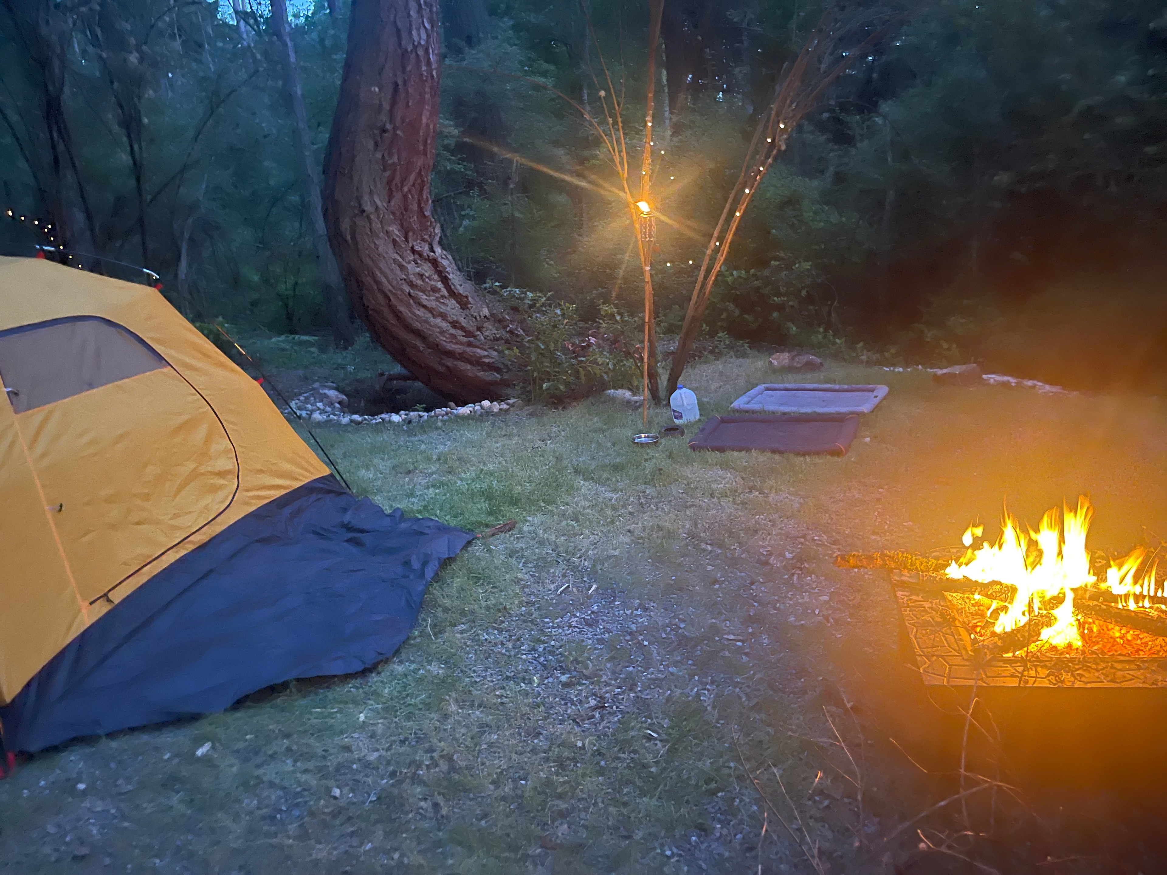 Ferns 'n' Frolicss Campground ⛺️