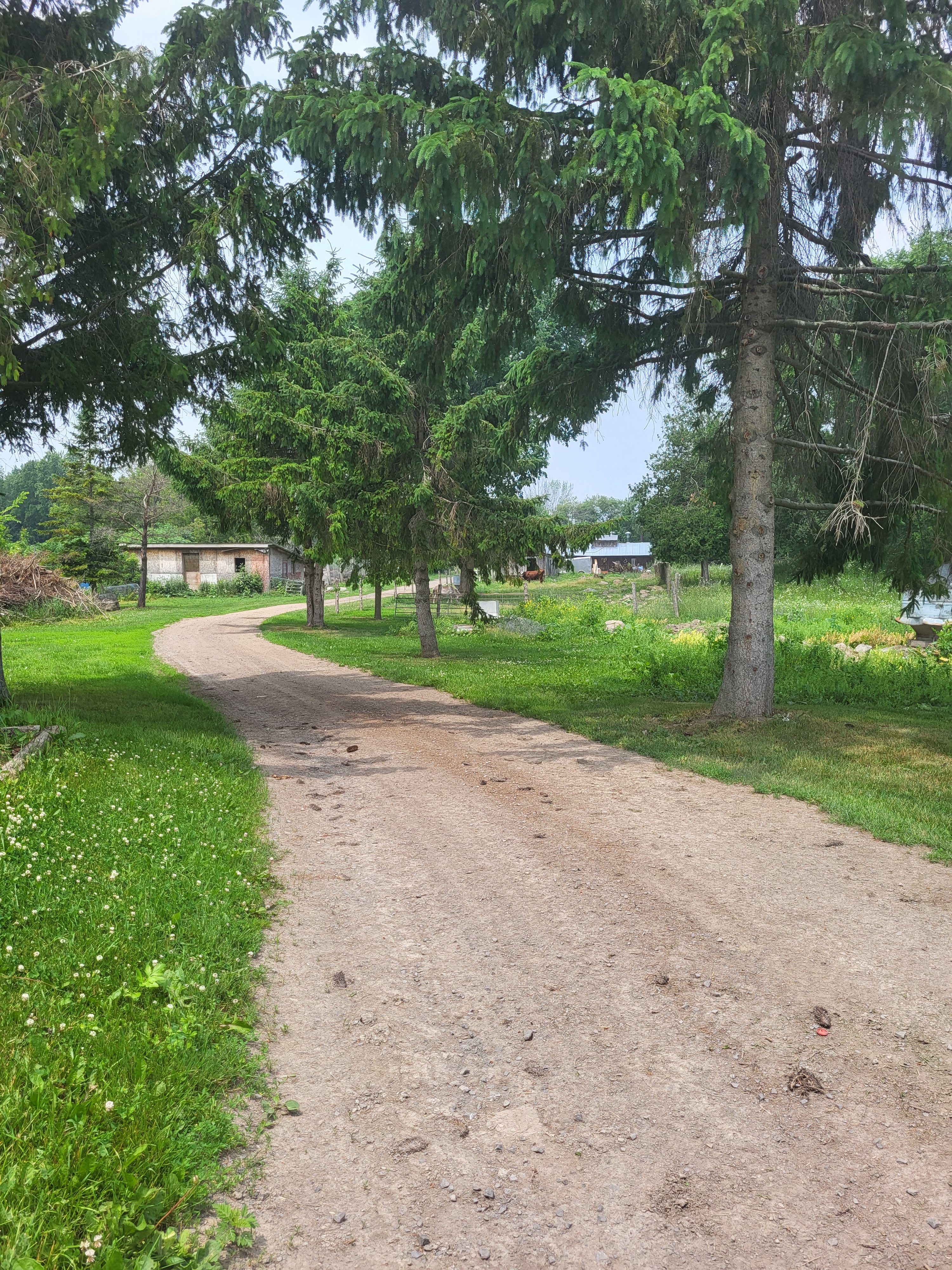 Chemin pour aller voir les animaux/  The road to go see the animals