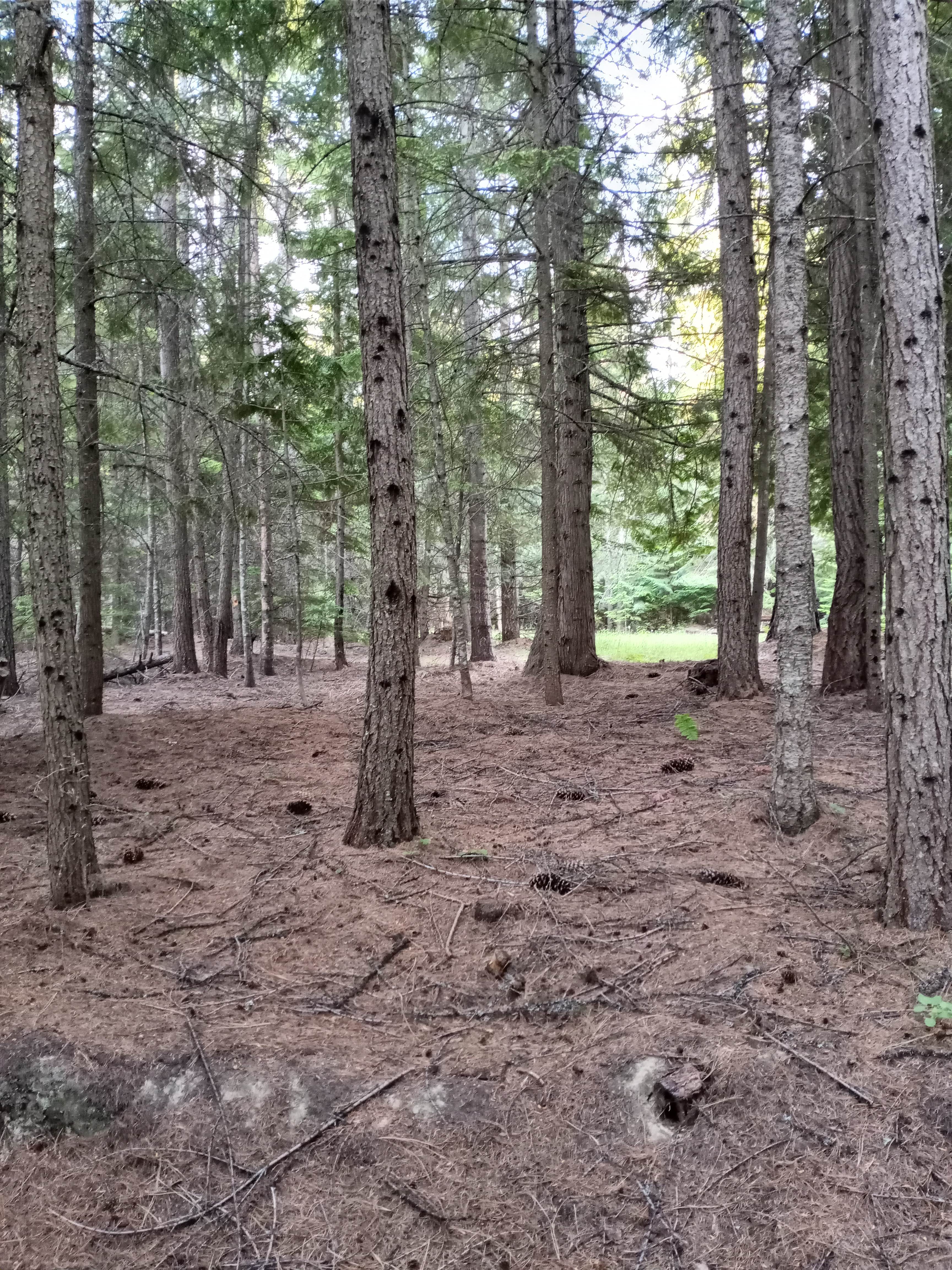 Into the Woods