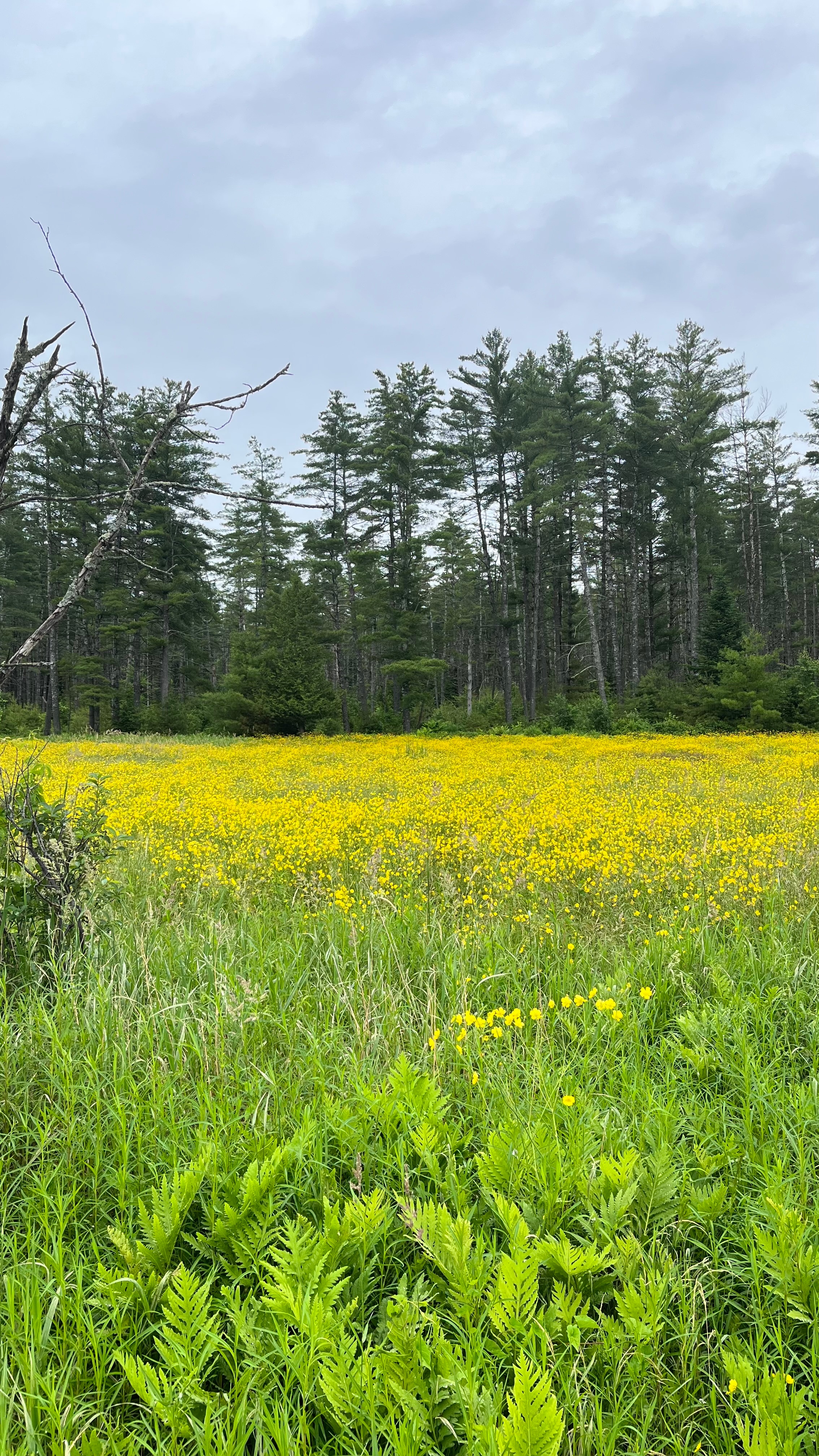 White Mountains Deer Bear Campsite