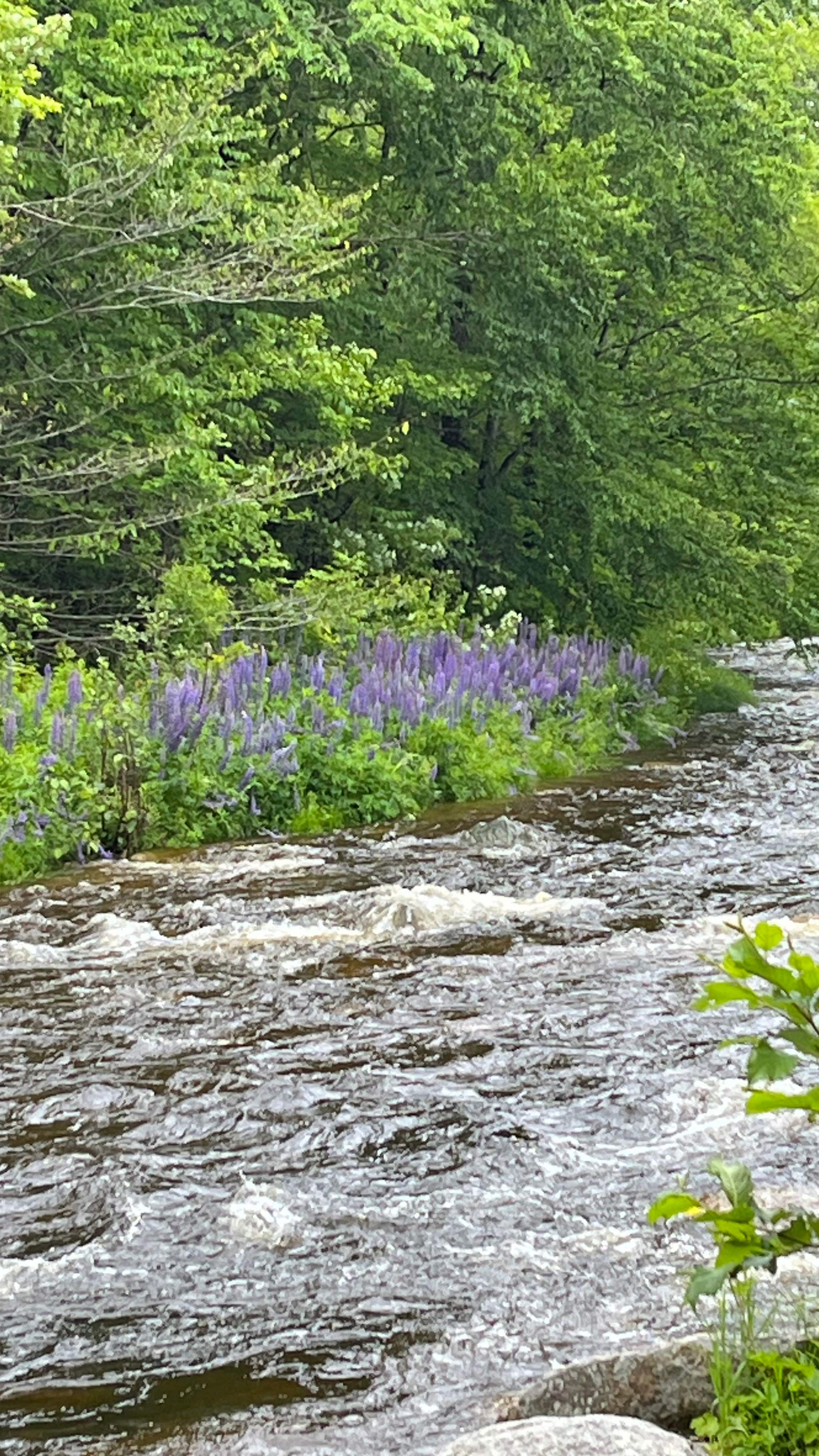White Mountains Dear Bear Campsite