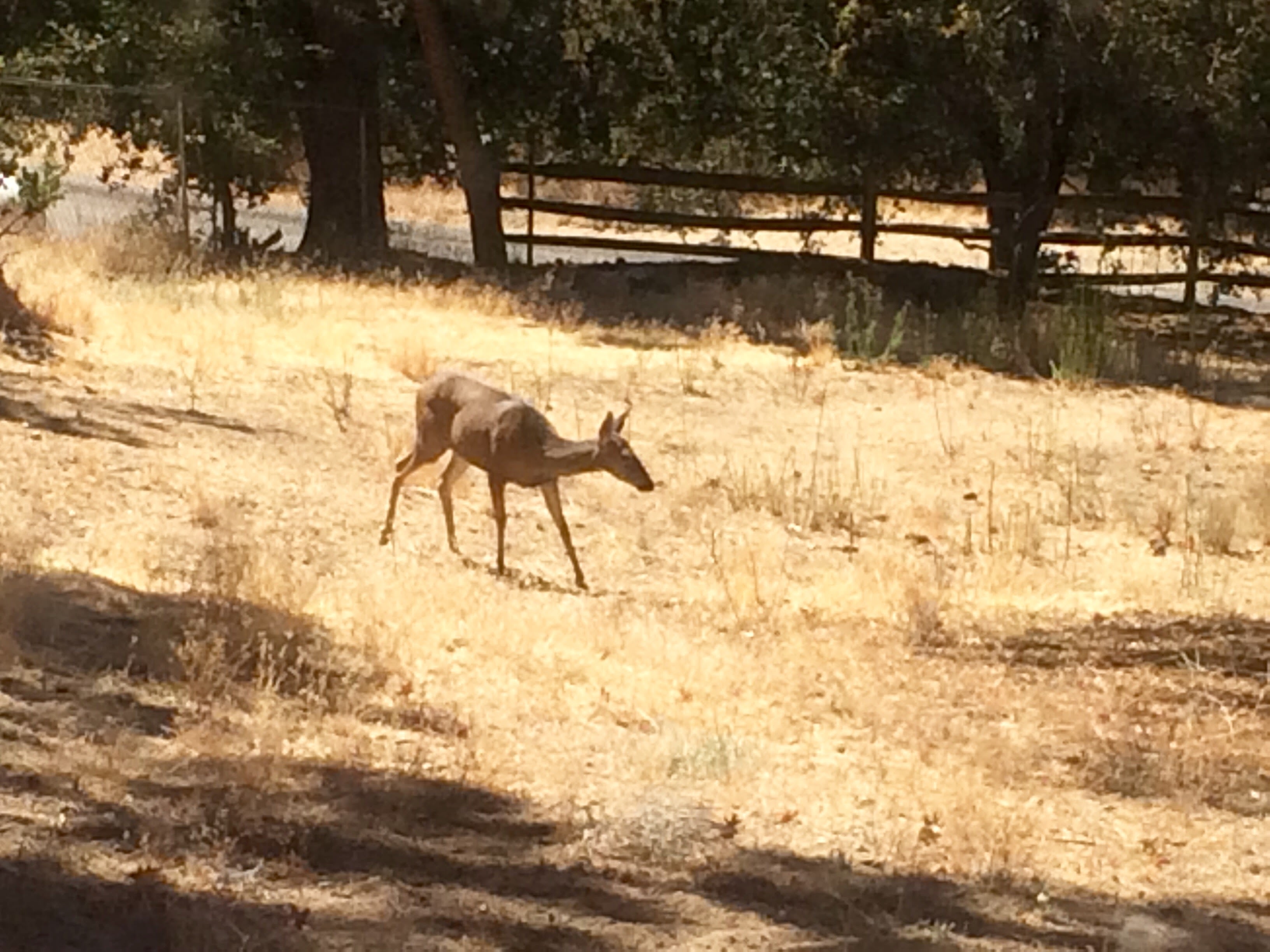 Idyllwild Camp