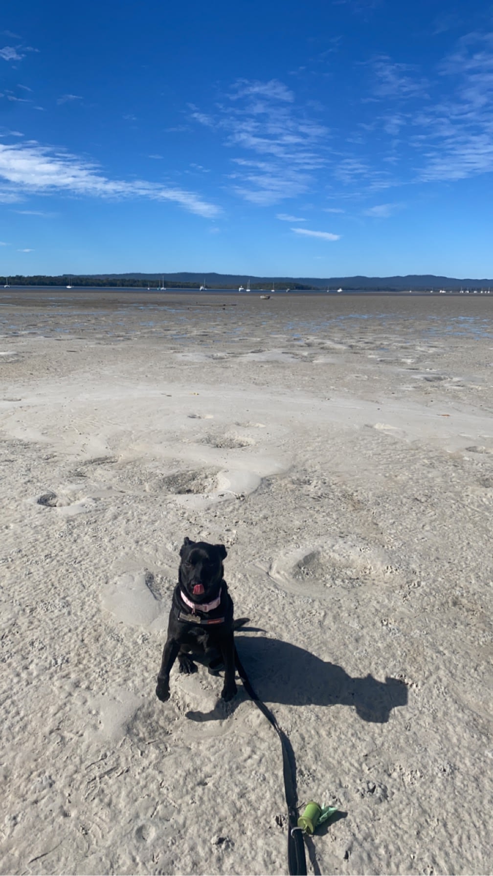 Close to the bay and dog friendly 