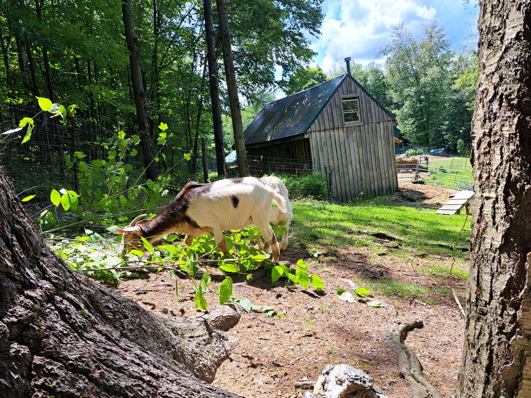 Cherry Plain Sanctuary Farm