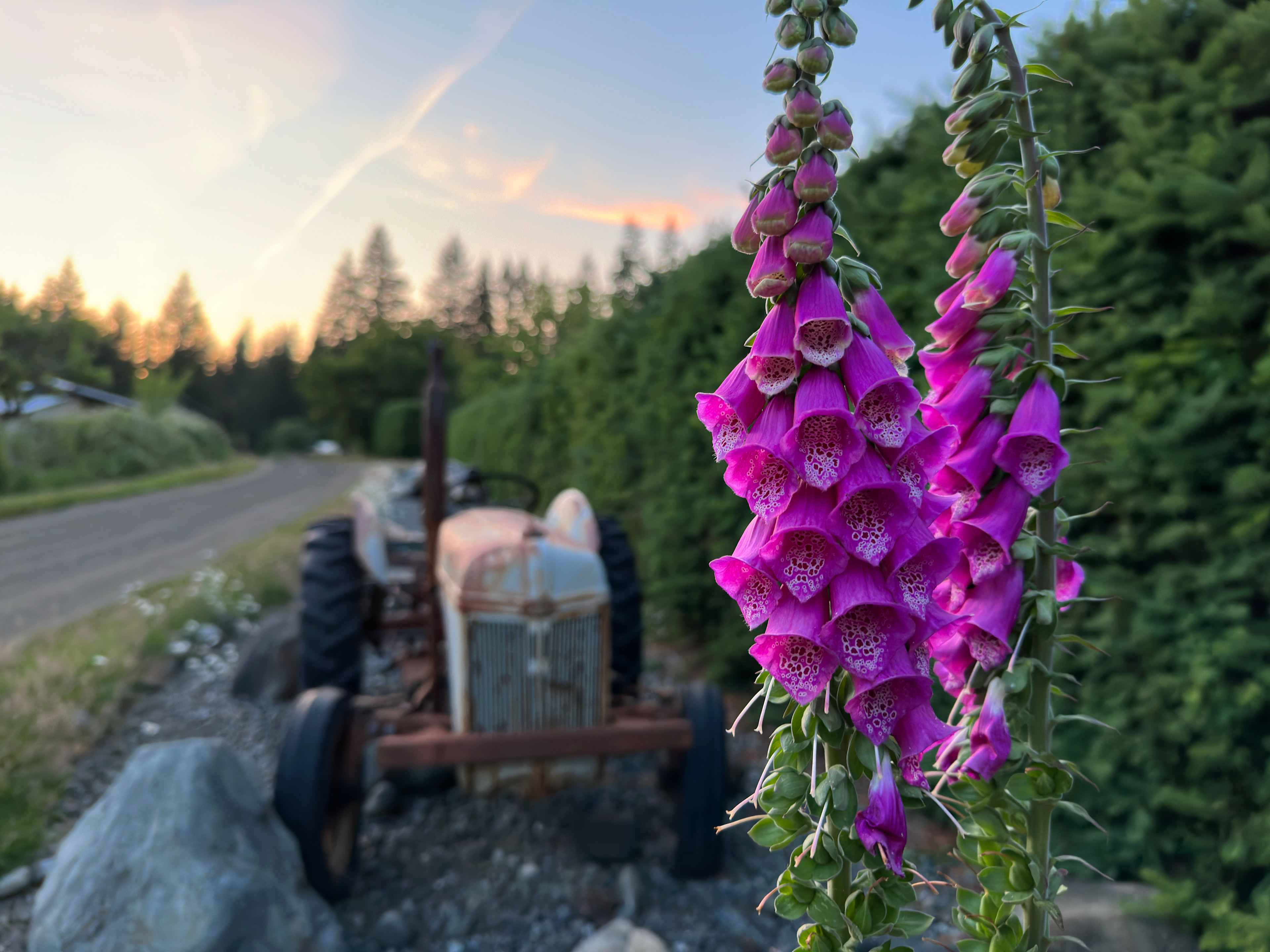 Tyee Valley Farm - Private Forest Sites in the Comox Valley