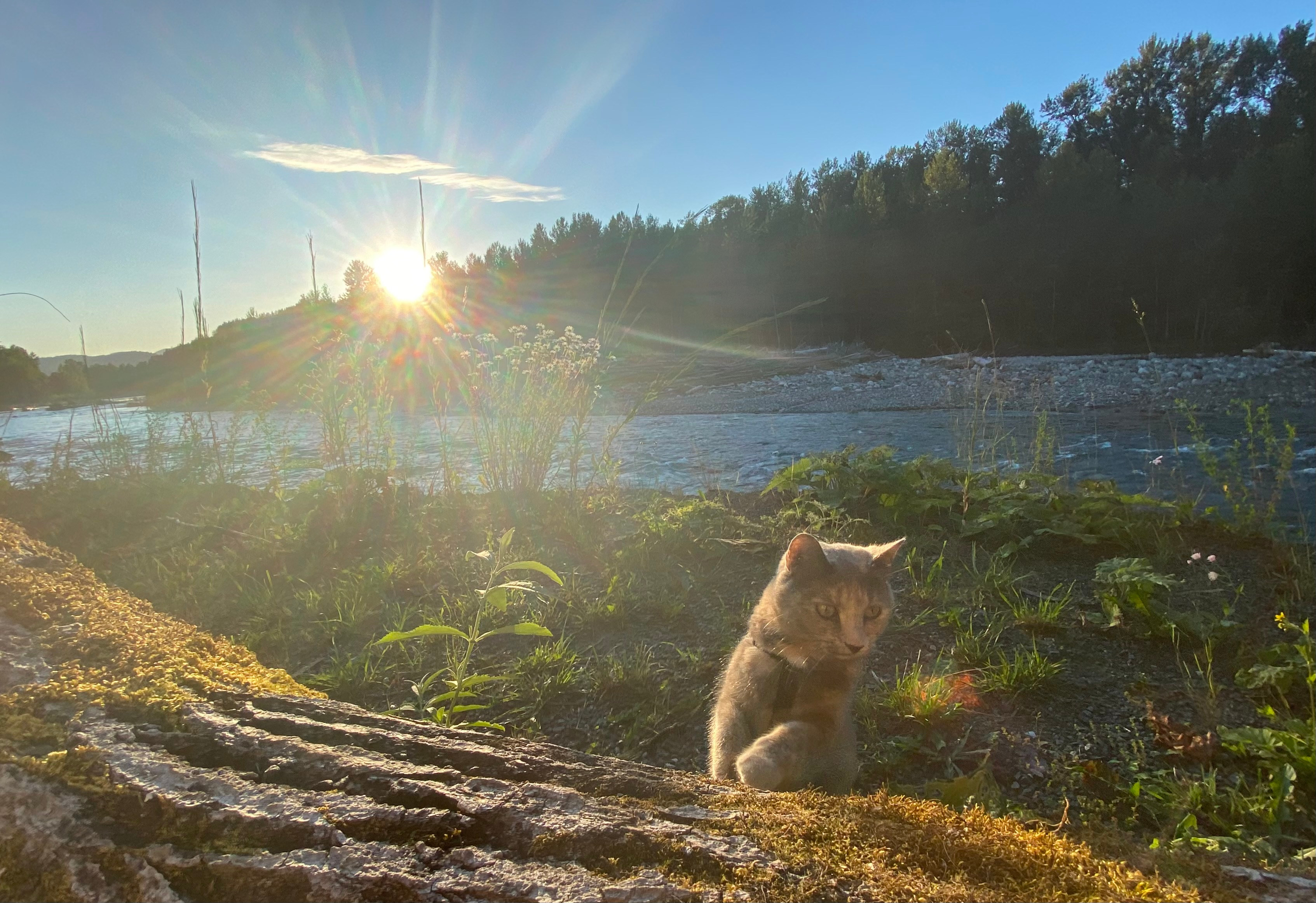 Tamihi Meadows Cabins & RV Park