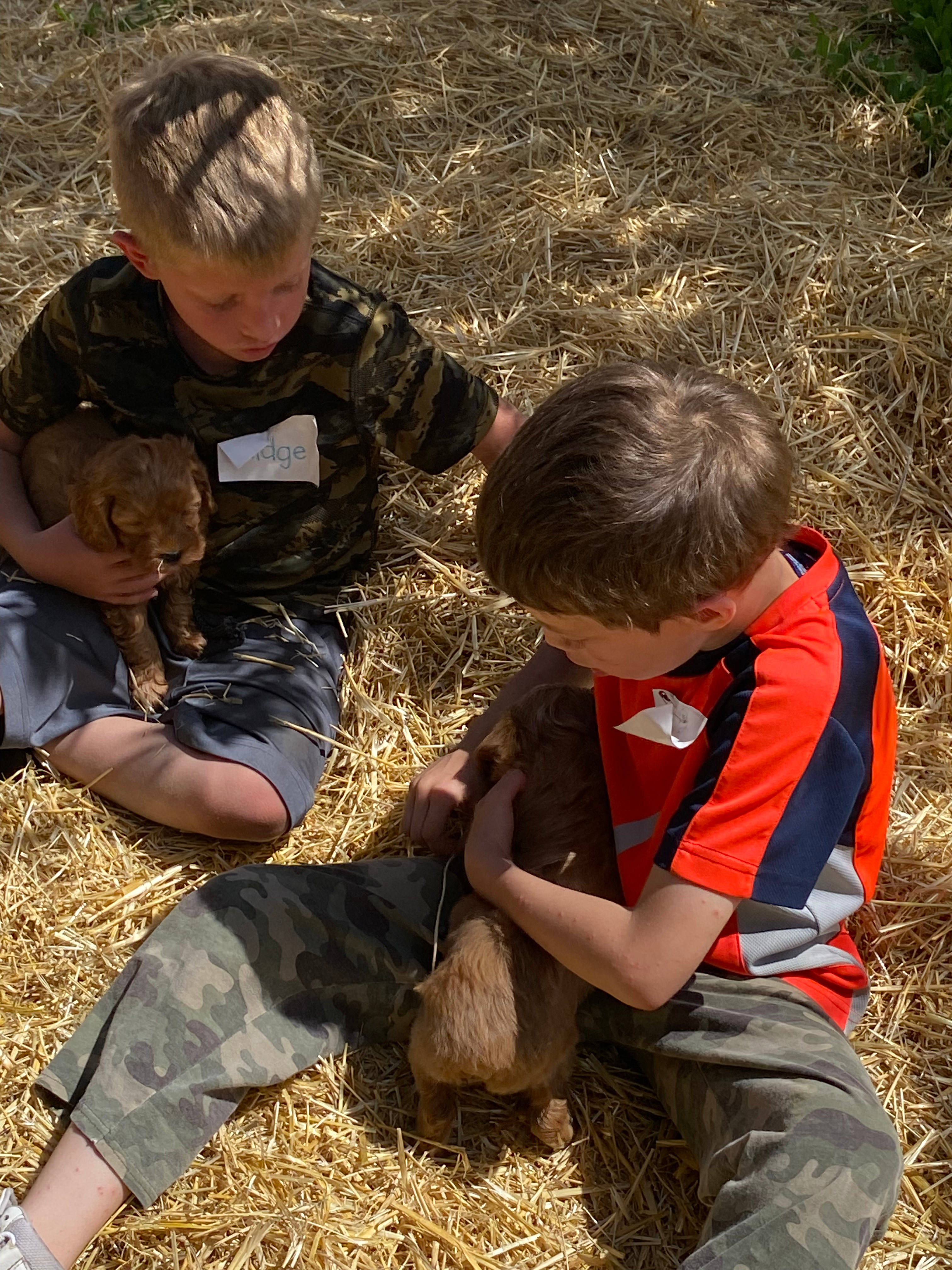 Crazy Cow Farm Adventure