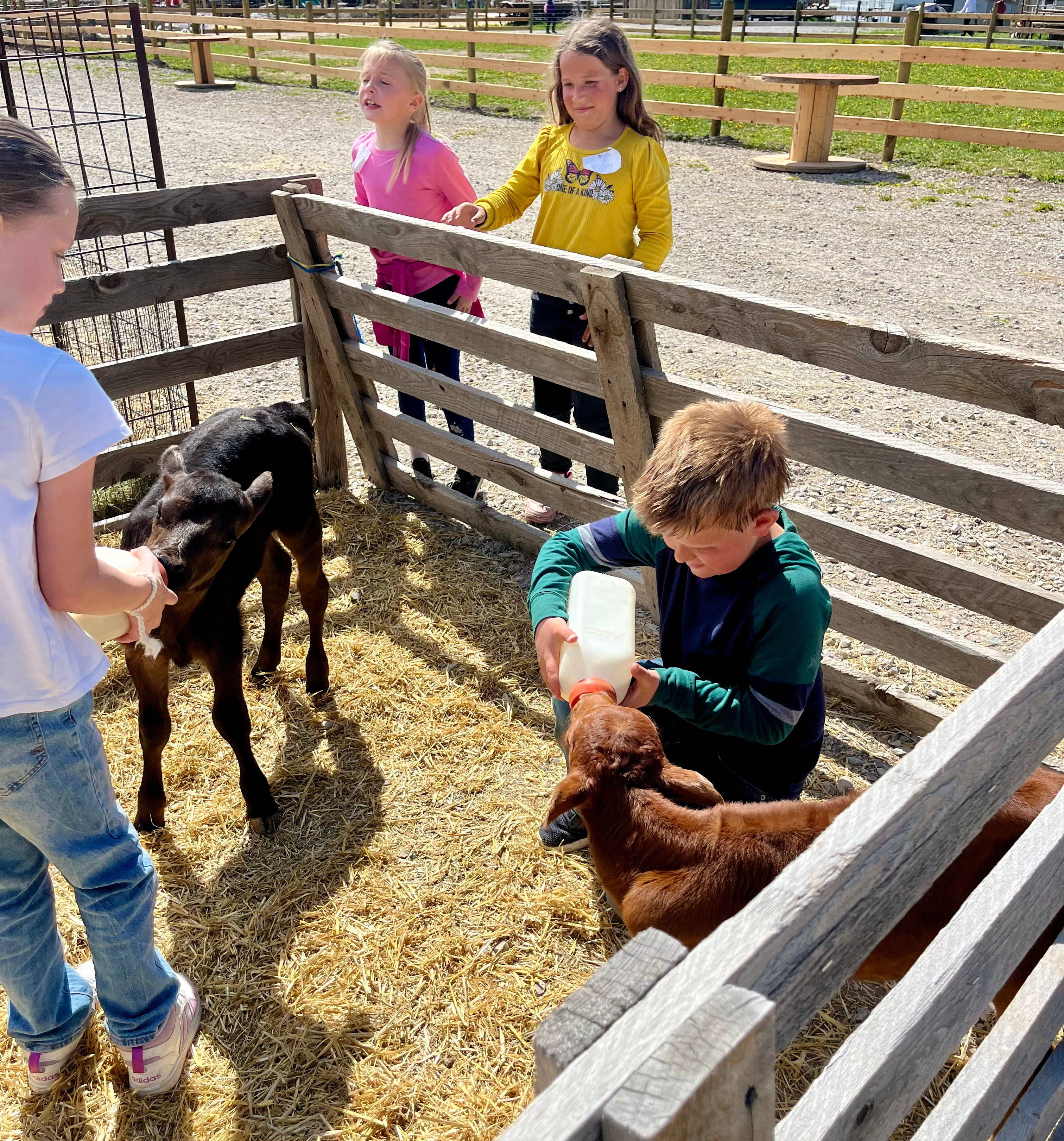 Crazy Cow Farm Adventure