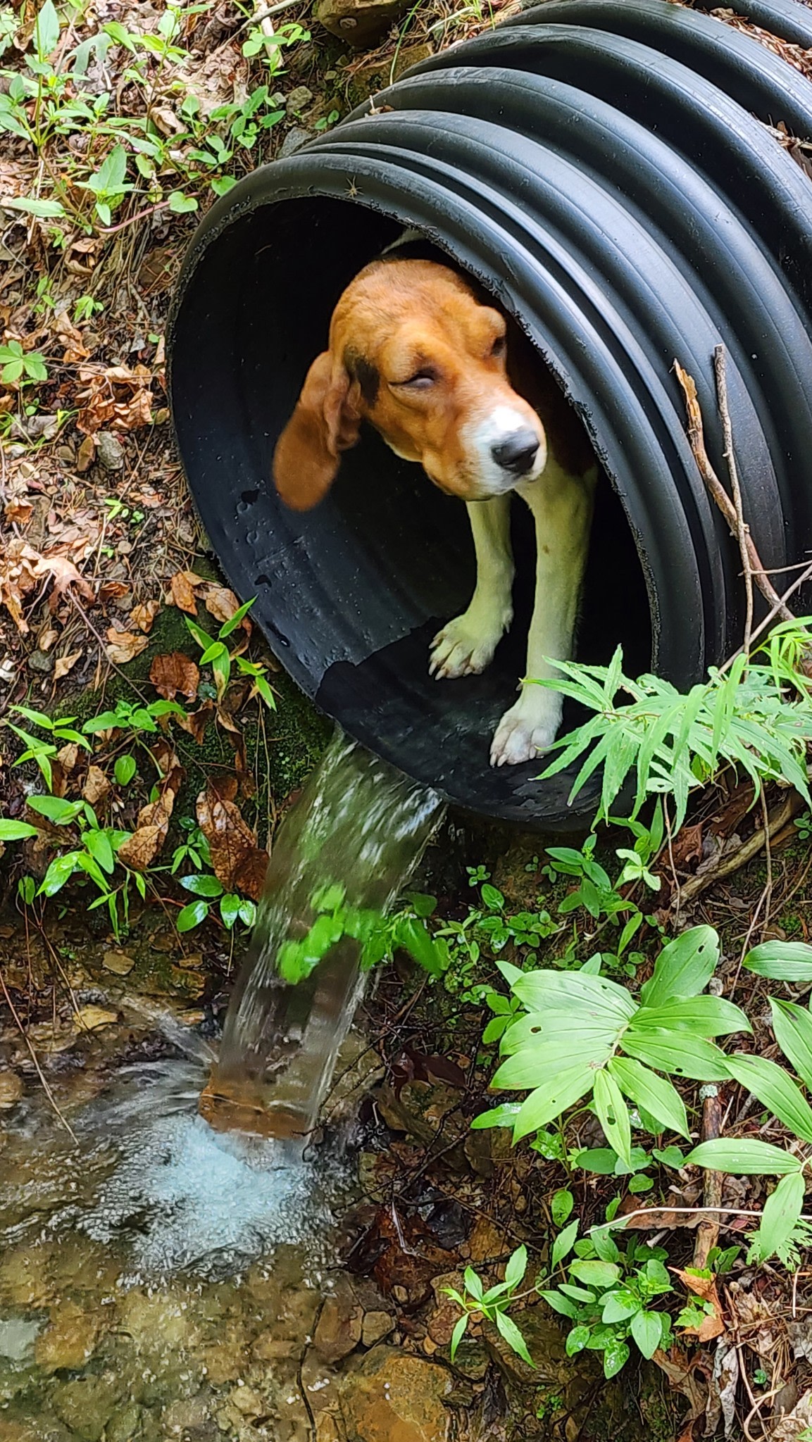 Camp David on Cumberland Plateau