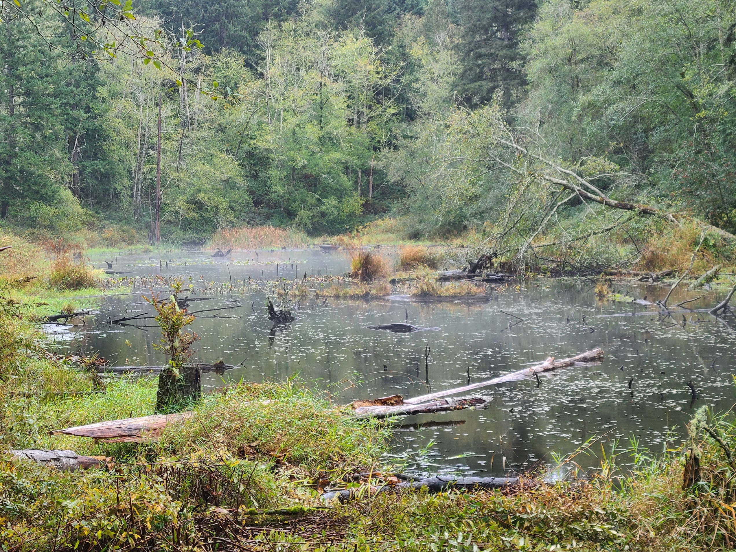 Reflections Pond