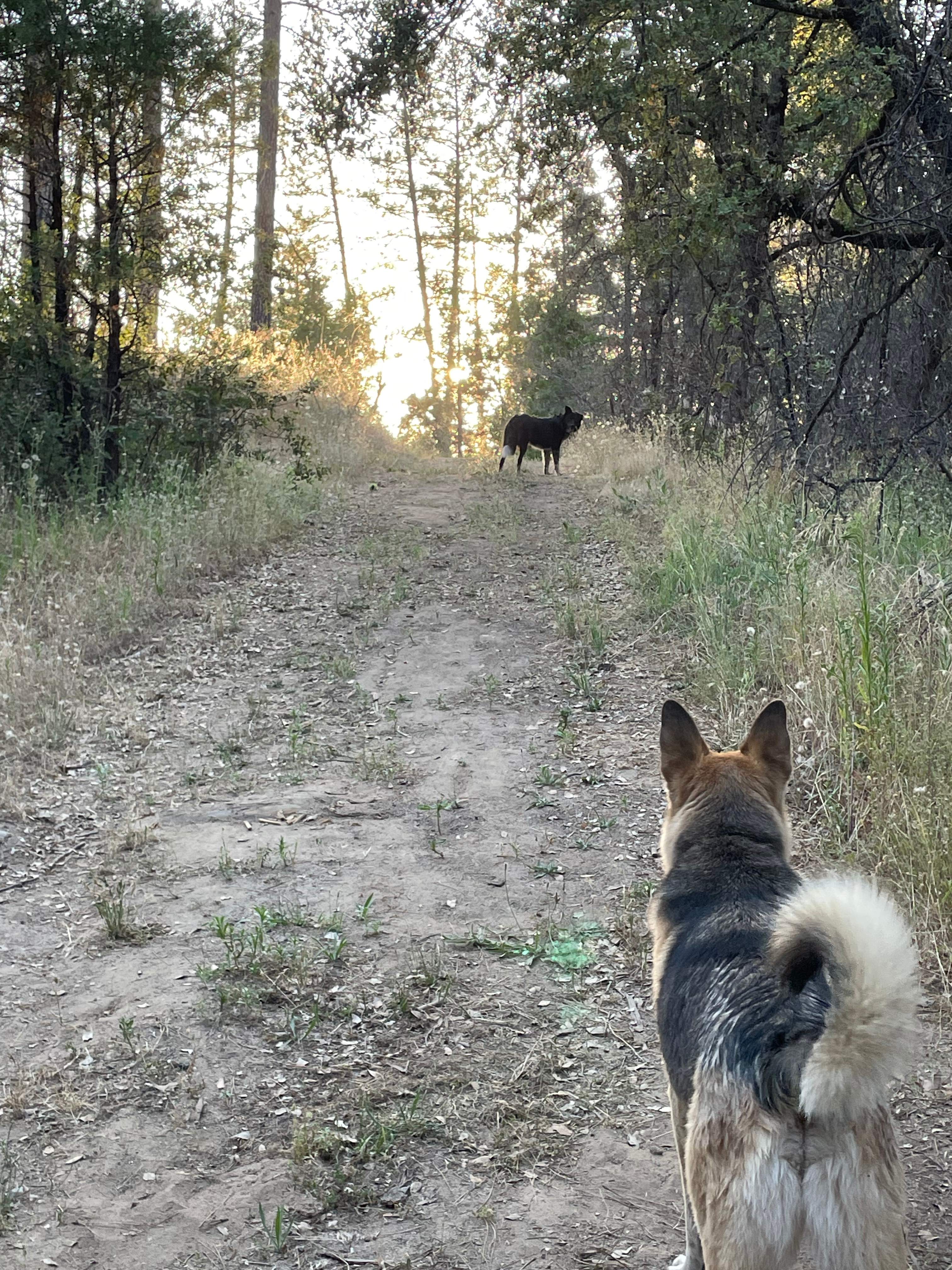 Cosumnes River Somerset Camp