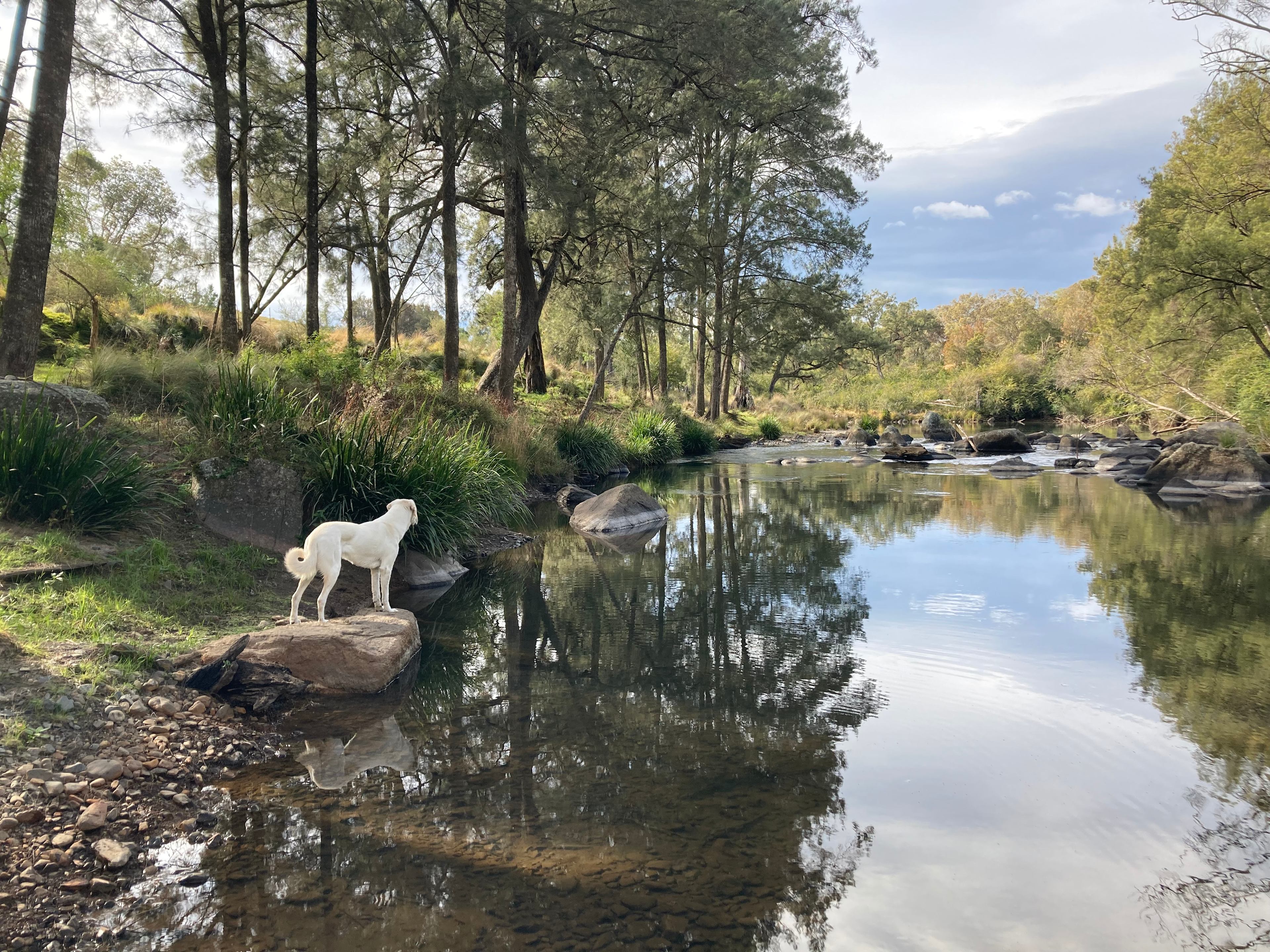 Wild Nymboida Camping Dorrigo