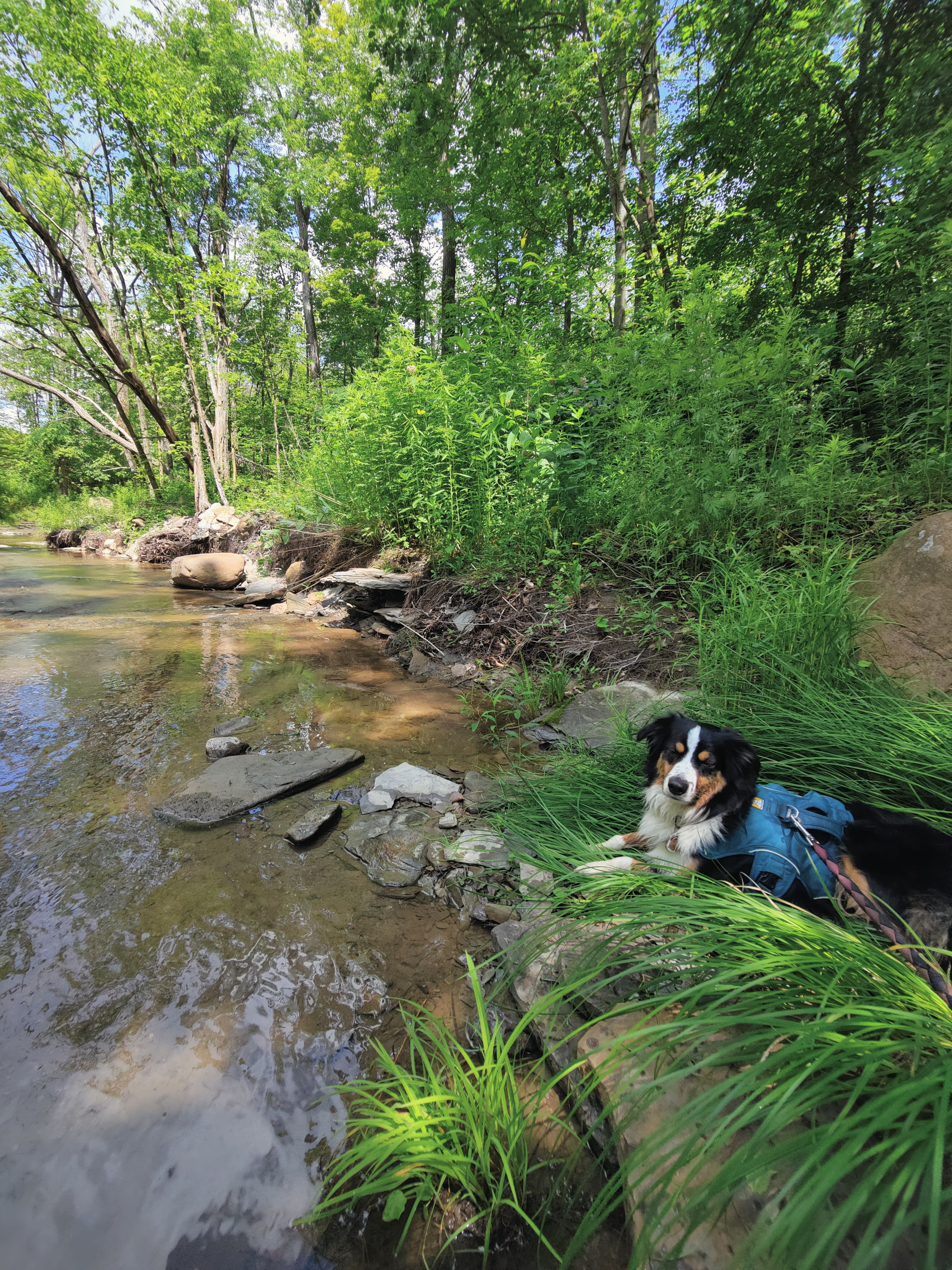 Taking a rest from our creek exploration 
