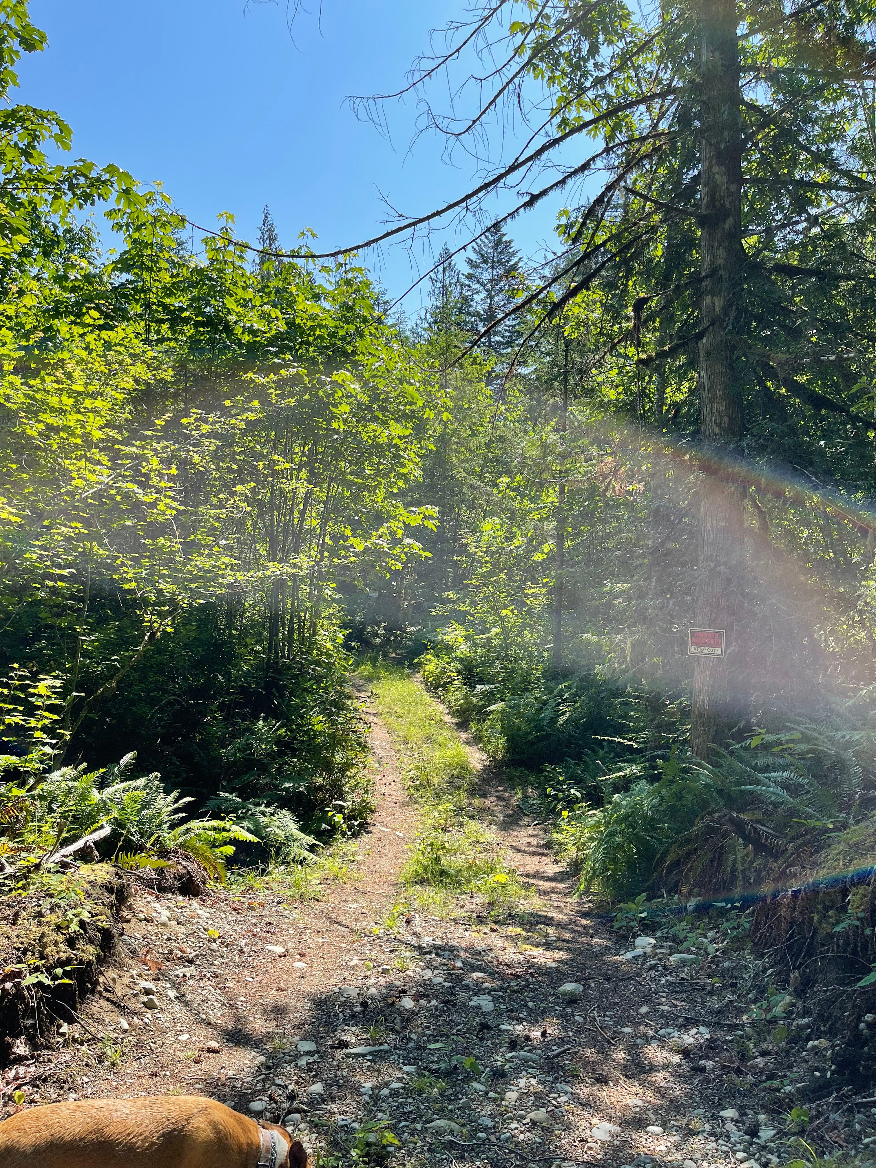 The Little Cabin in the Woods