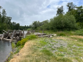 two log jams provide habitat for fish and otter